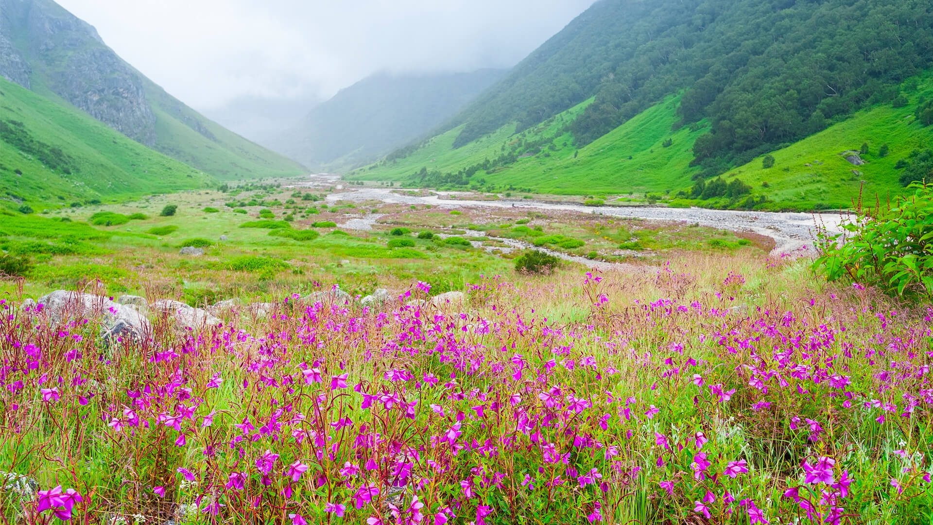 Valley of Flowers, India, Dramatic Landscapes, Travel Inspiration, 1920x1080 Full HD Desktop