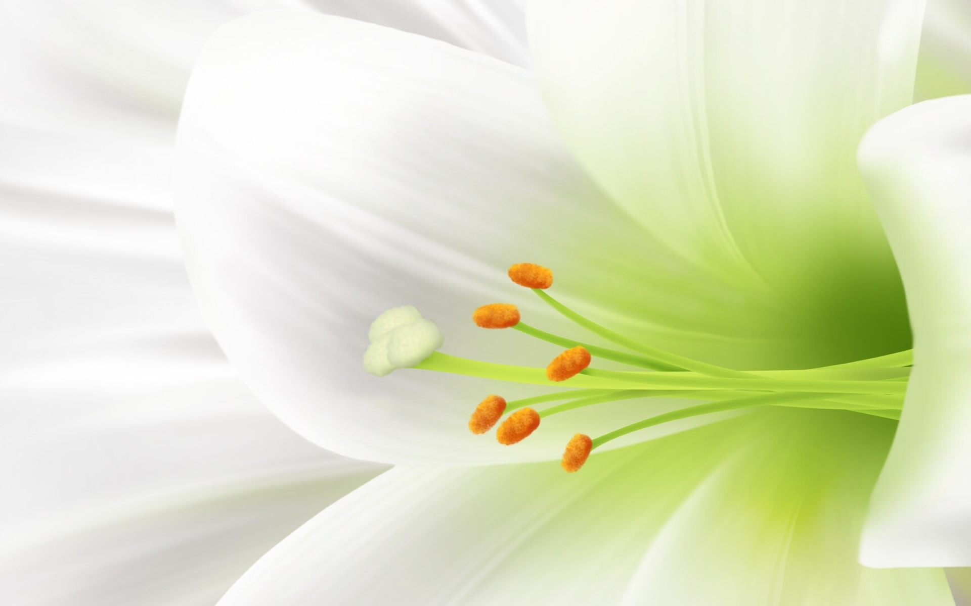 Lily: Lilies are among the oldest cultivated plants, Petals. 1920x1200 HD Wallpaper.