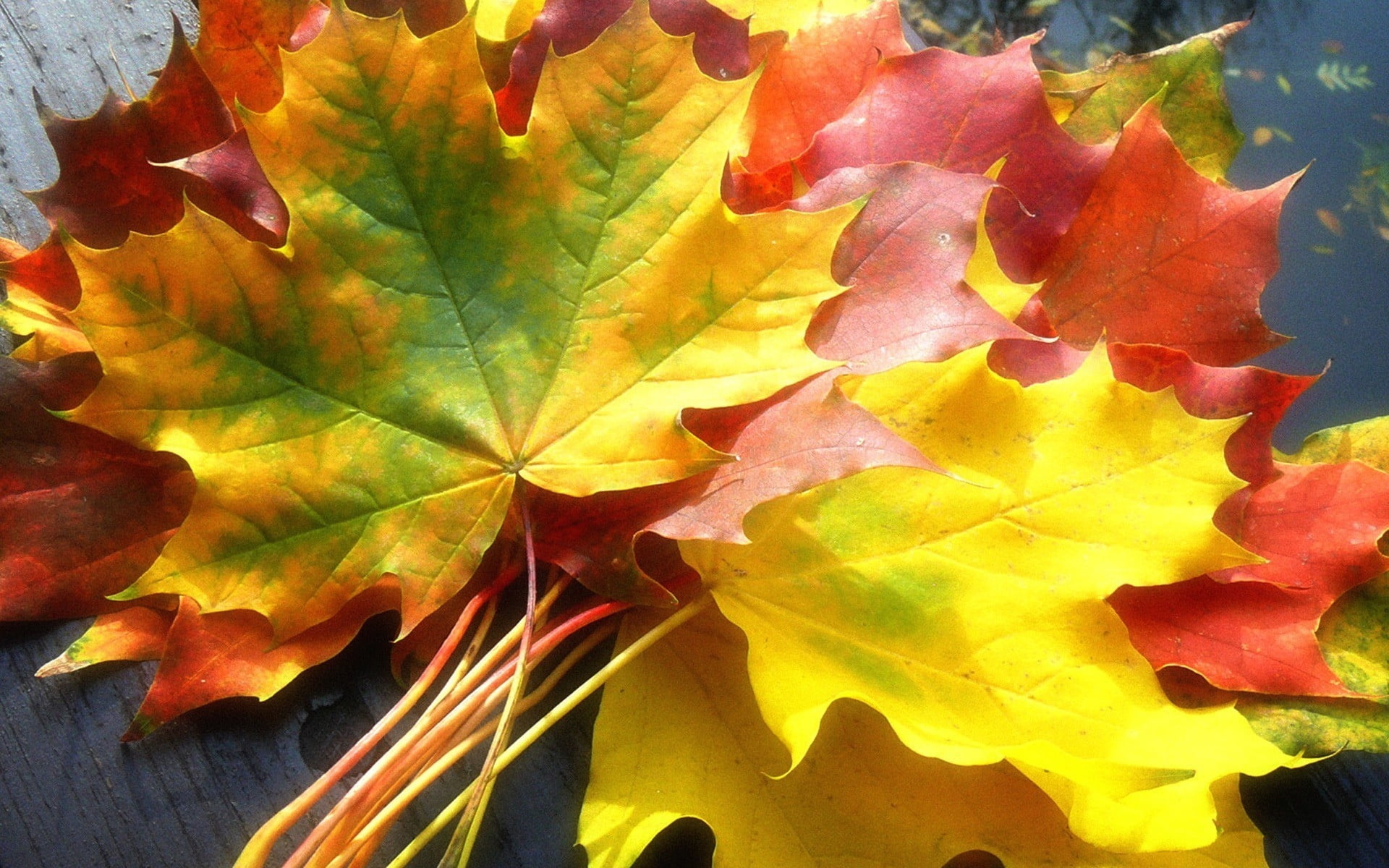 Yellow leaves, Vivid colors, Fall foliage, Natural beauty, 1920x1200 HD Desktop