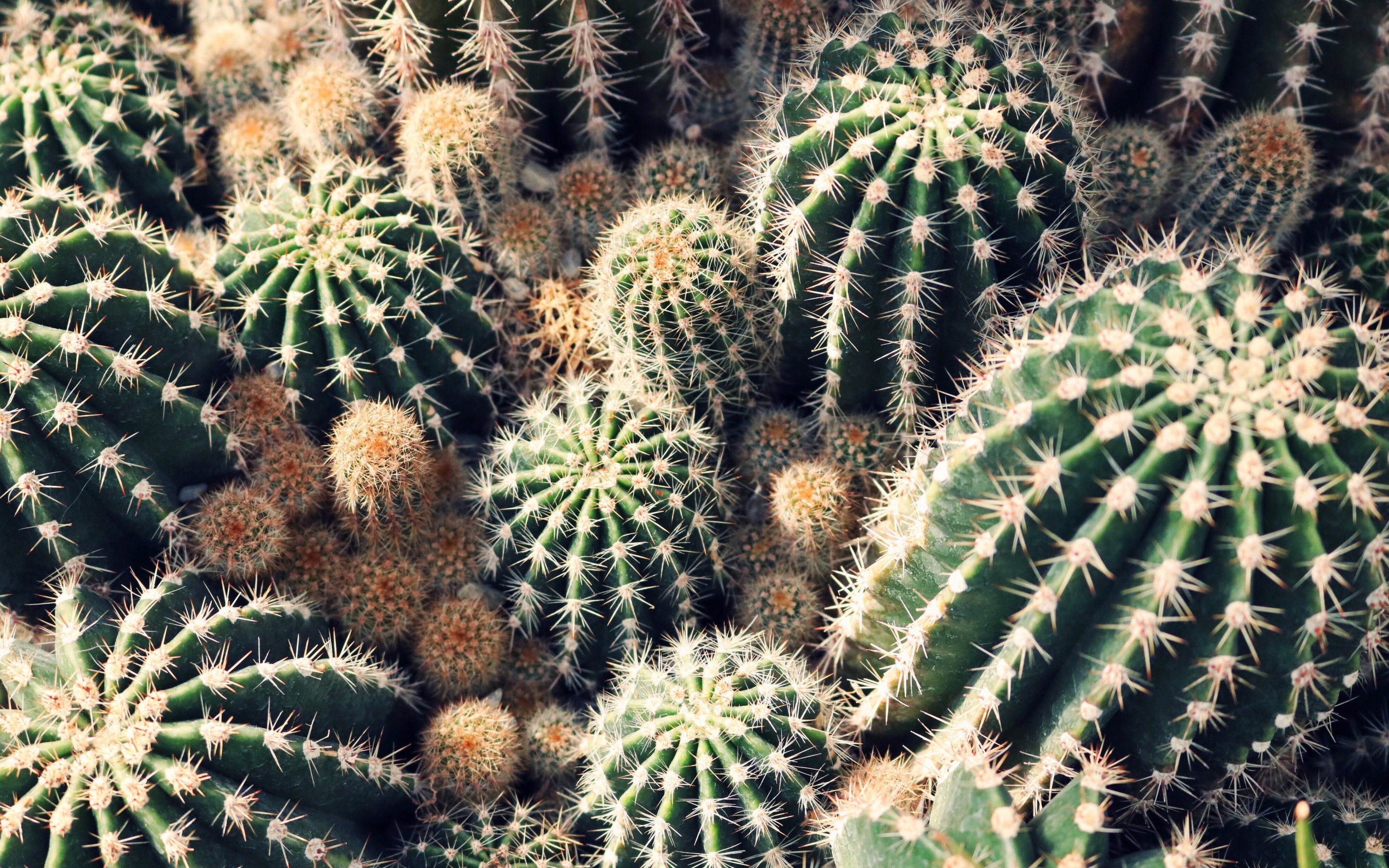 Cactus: Has thickened, fleshy parts adapted to store water. 2880x1800 HD Wallpaper.