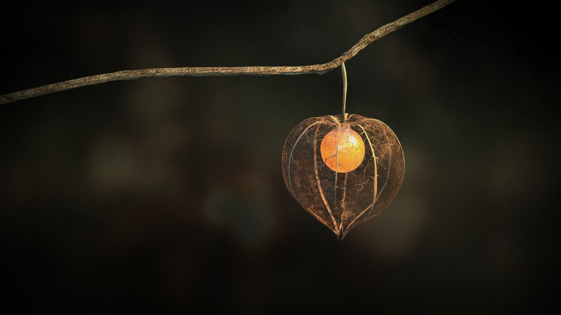 Physalis: Chinese lantern grows its fruits enclosed within papery calyxes or husks. 1920x1080 Full HD Background.