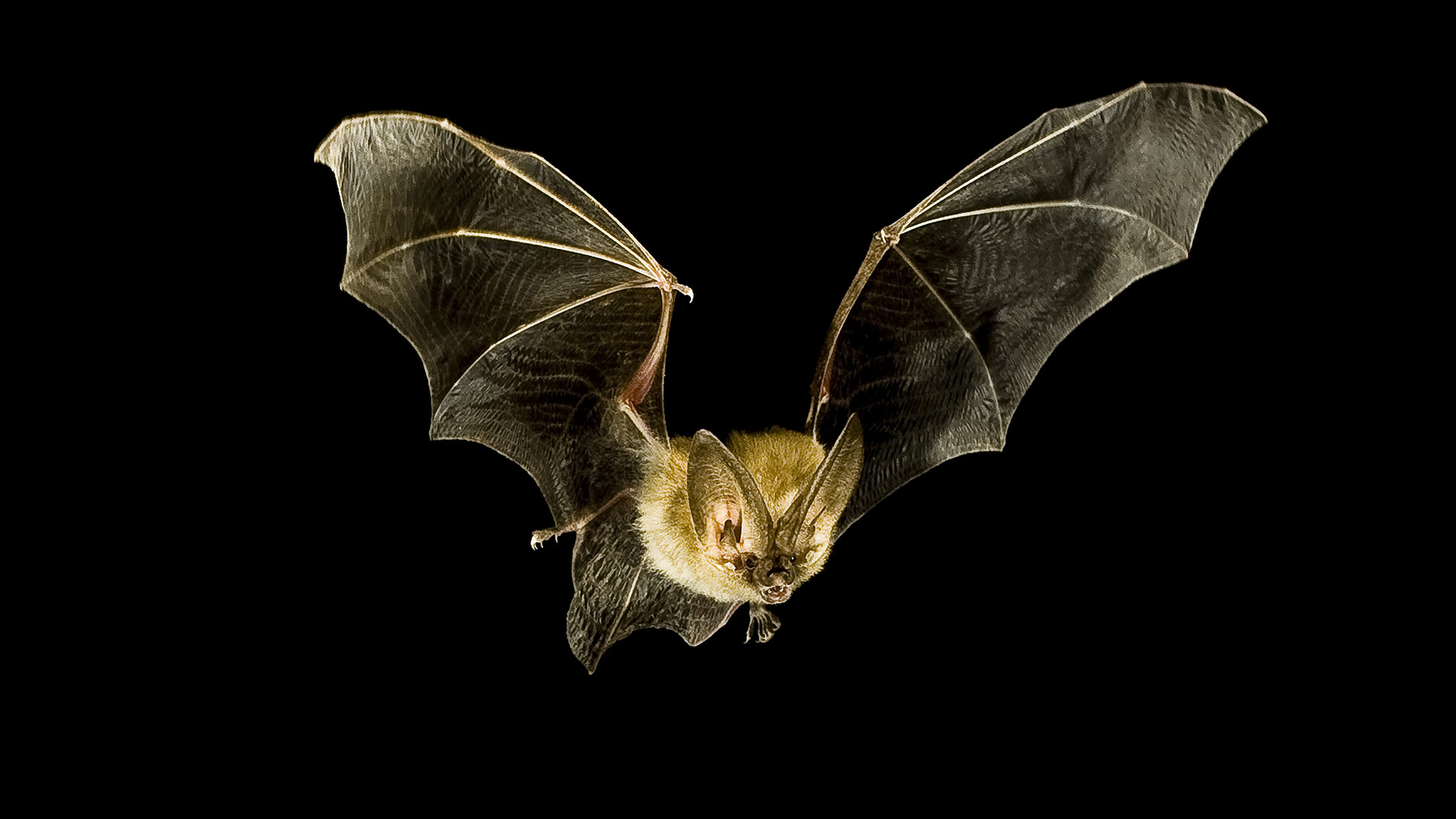 Bat wallpapers, High-resolution images, Stunning backgrounds, Wildlife photography, 2050x1160 HD Desktop