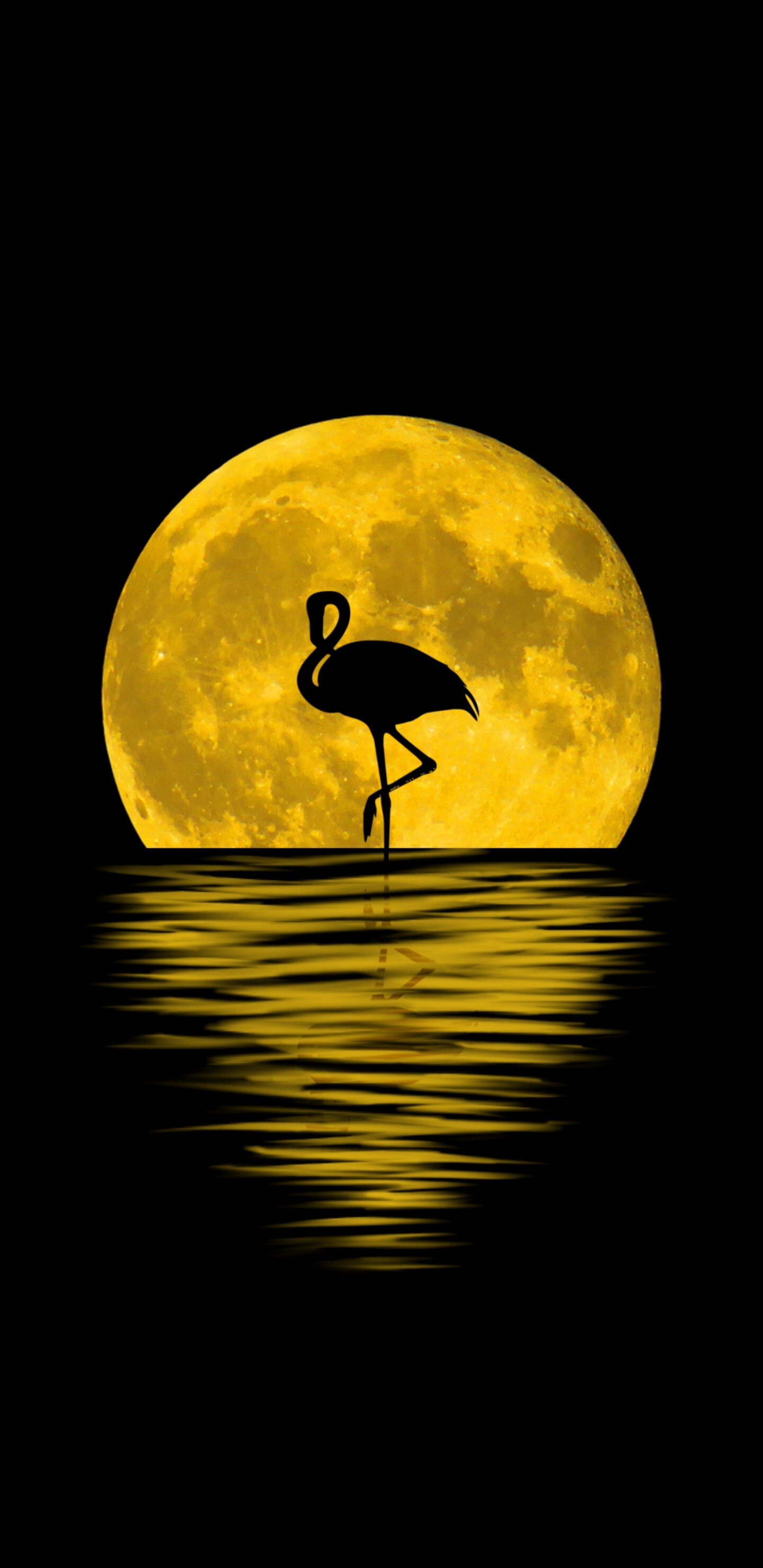 Flamingo: A pink wading bird, Silhouette. 1440x2960 HD Background.