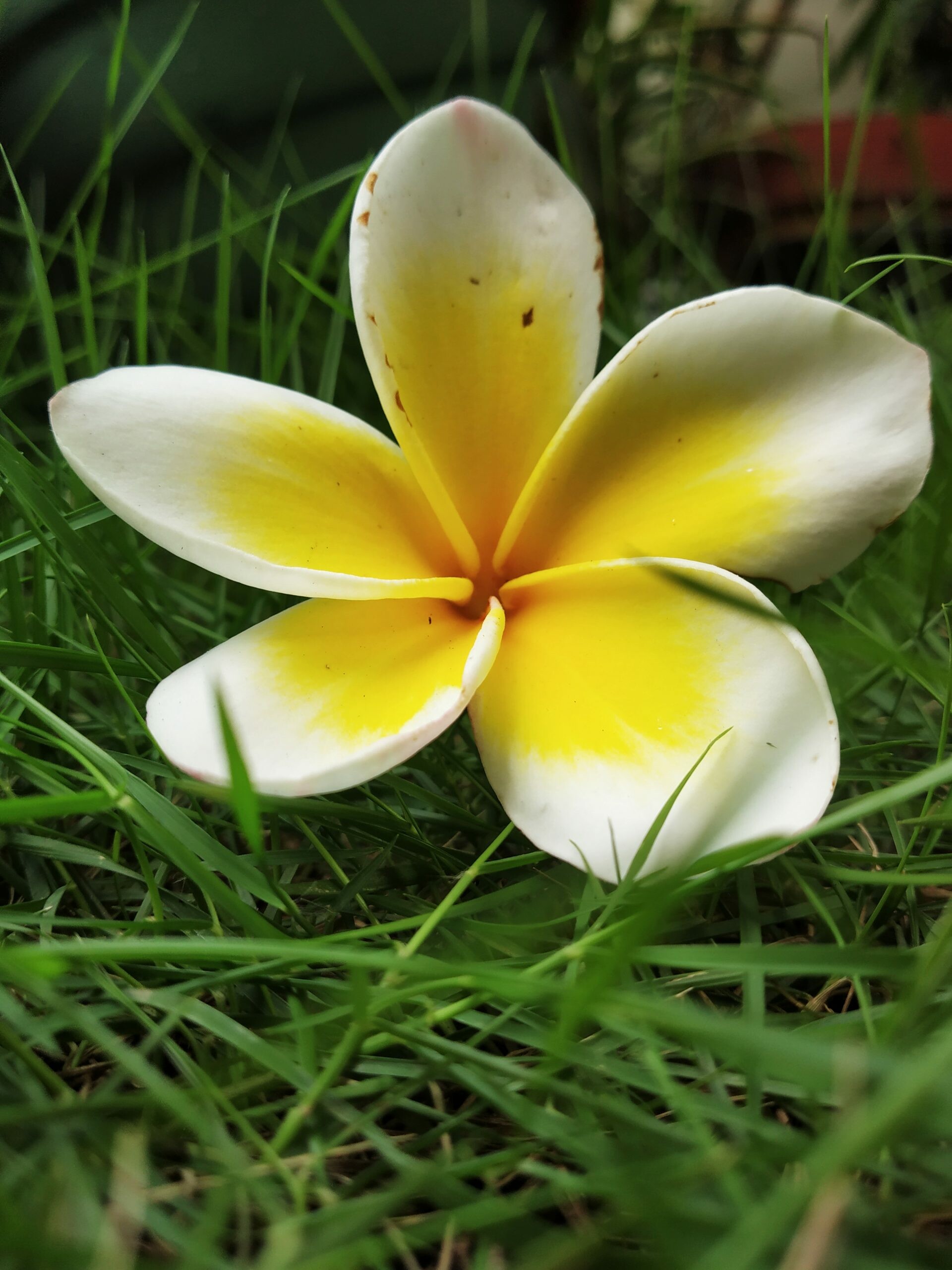 Frangipani Flower: The genus plumeria is named in honor of 17th-century French botanist and Catholic monk Charles Plumier, who traveled to the New World documenting many plant and animal species. 1920x2560 HD Background.