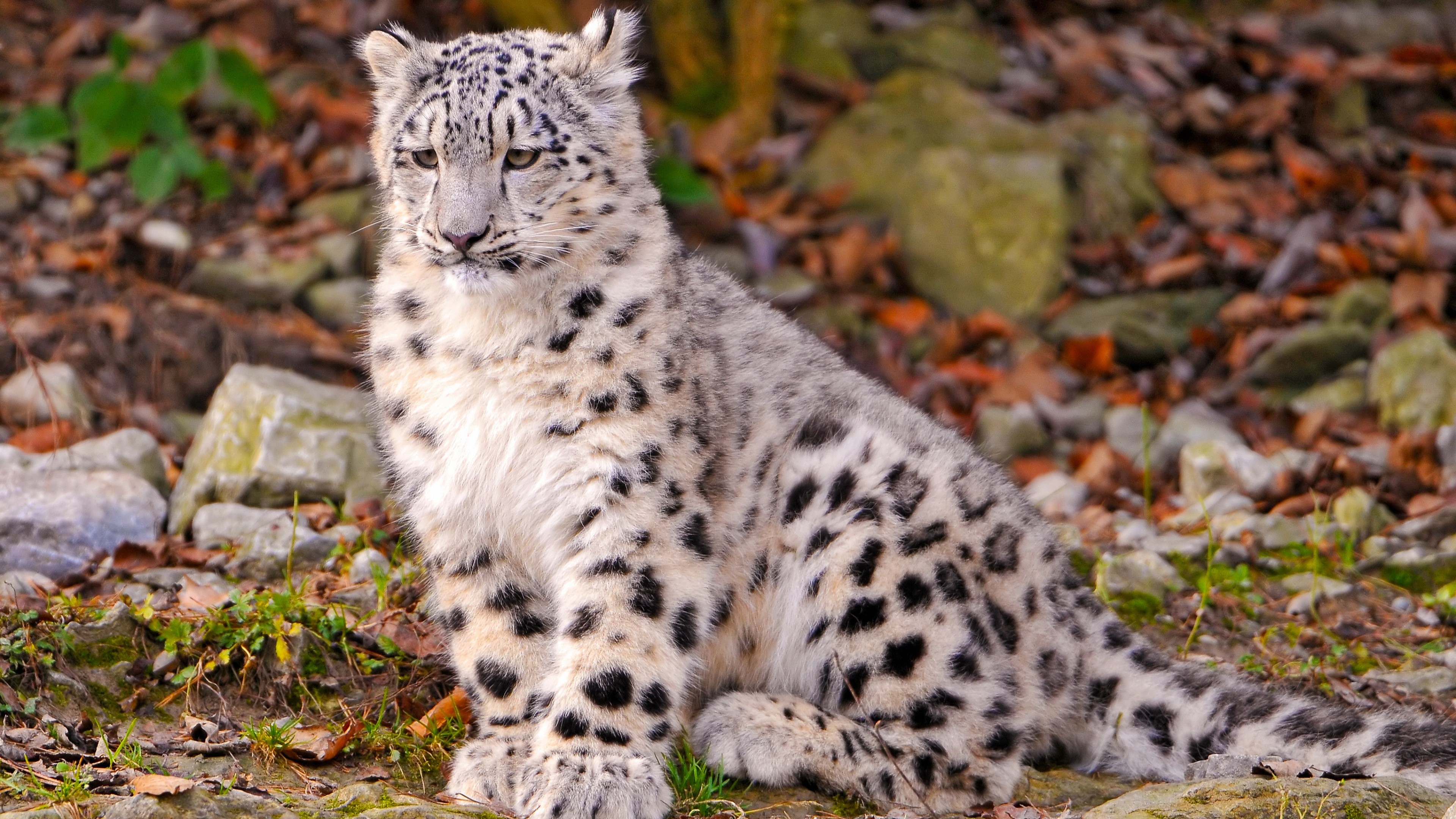 Leopard, Snow Leopard, Cute animals, Nature's wonders, 3840x2160 4K Desktop
