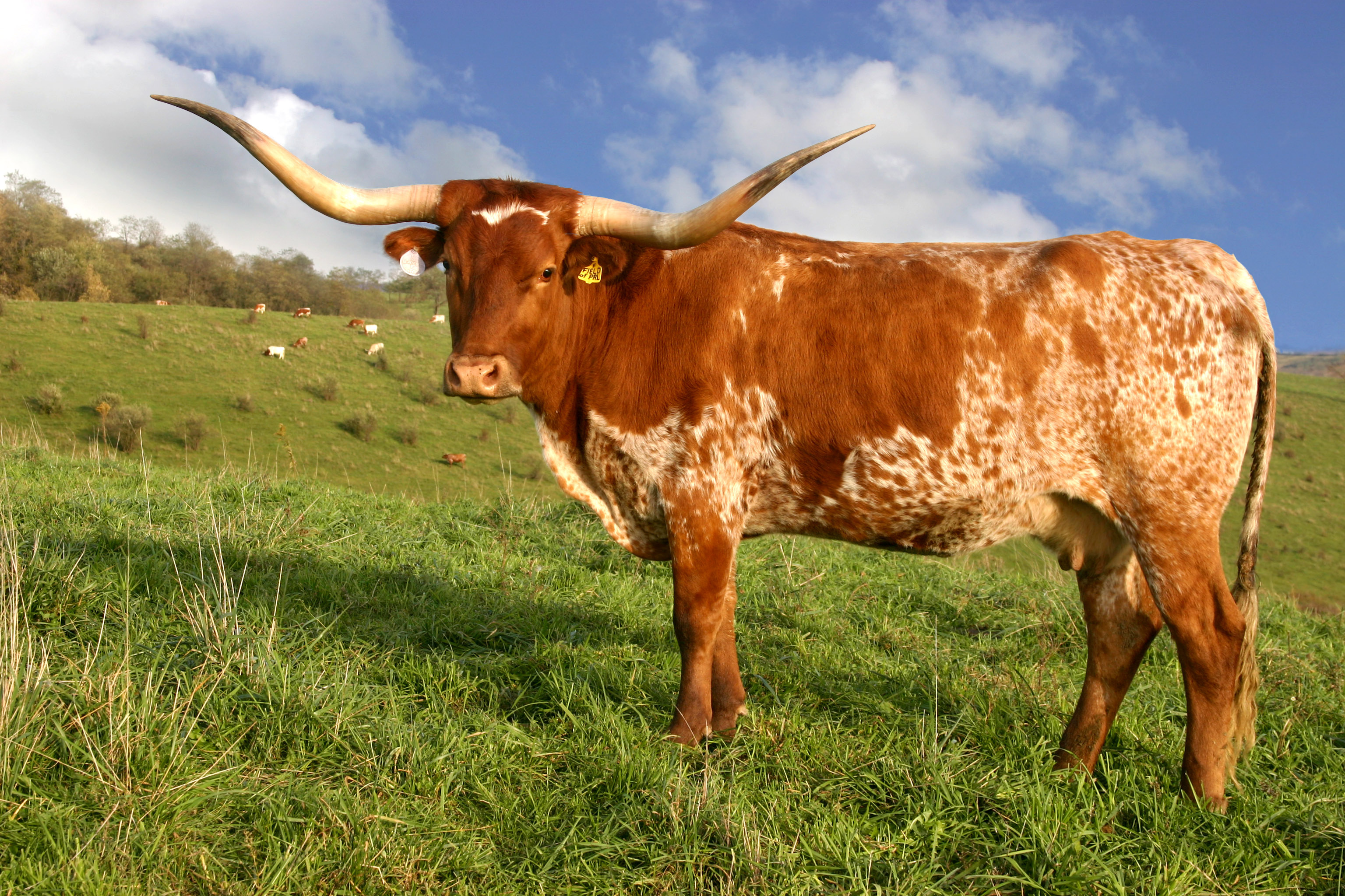 Longhorn cattle wallpapers, Animal hq, 4k wallpapers, 2019, 3080x2050 HD Desktop