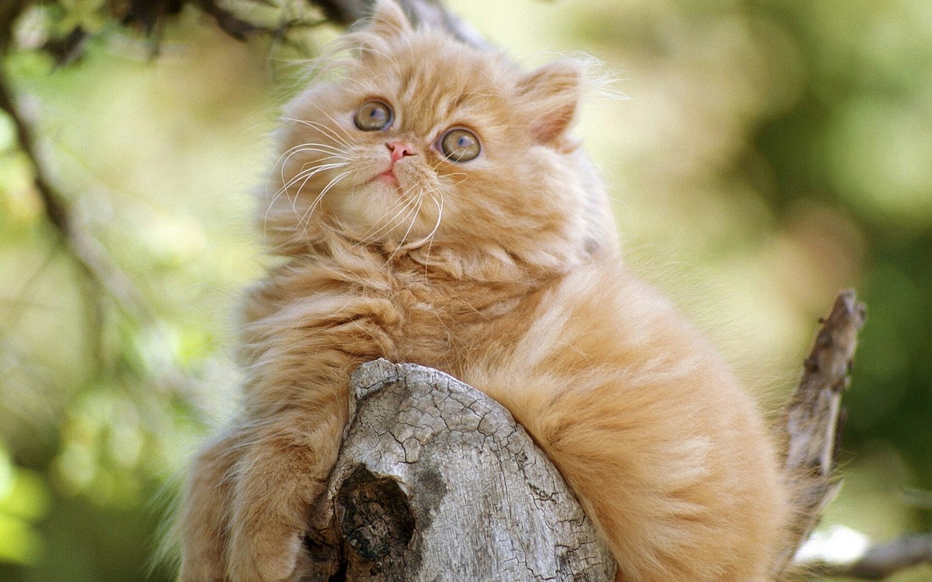Persian Cat: An ancient breed, Small to medium-sized cats. 1920x1200 HD Wallpaper.