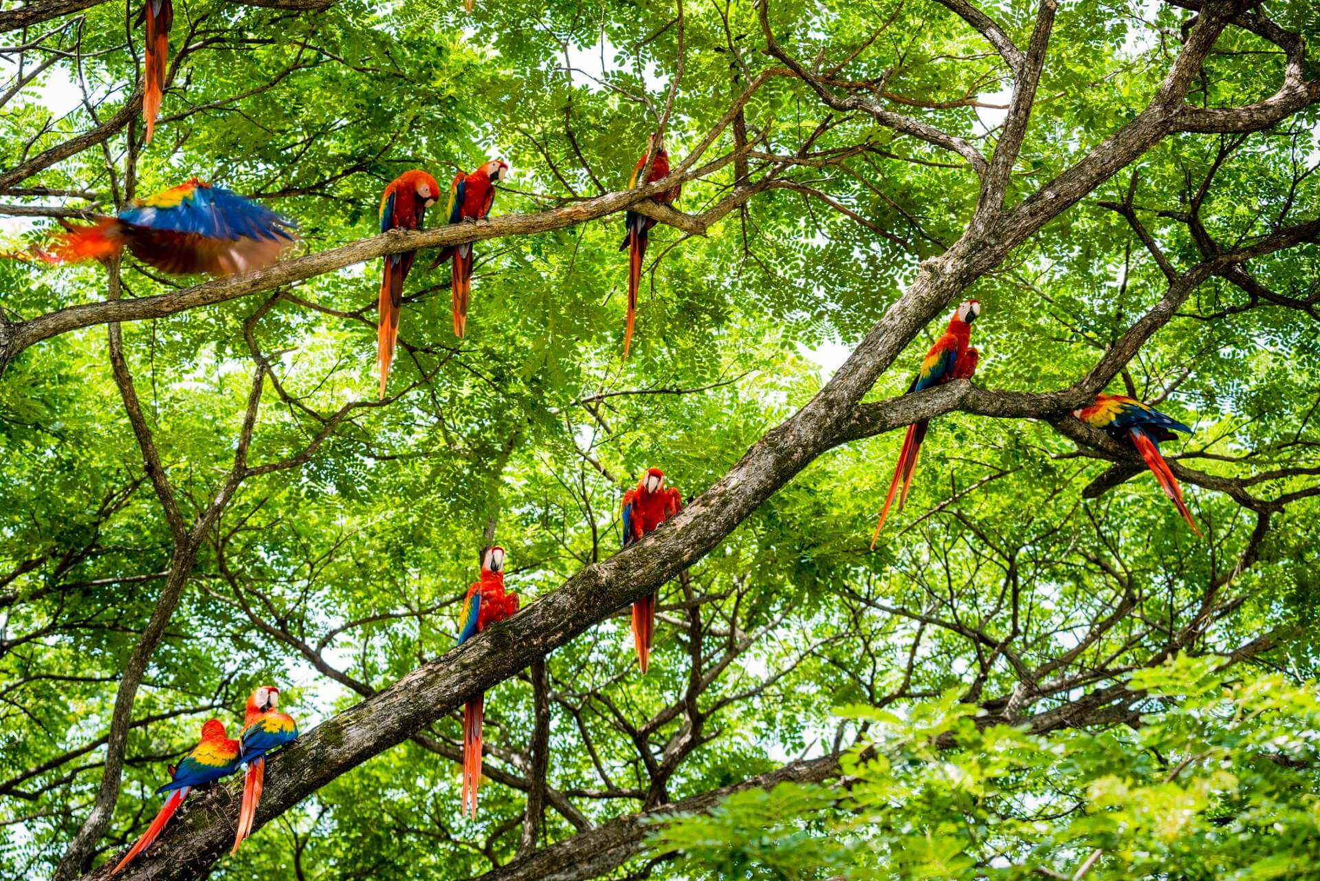 Costa Rica, Nationalparks, Nachhaltigkeit, Urlaubsguru, 1920x1290 HD Desktop