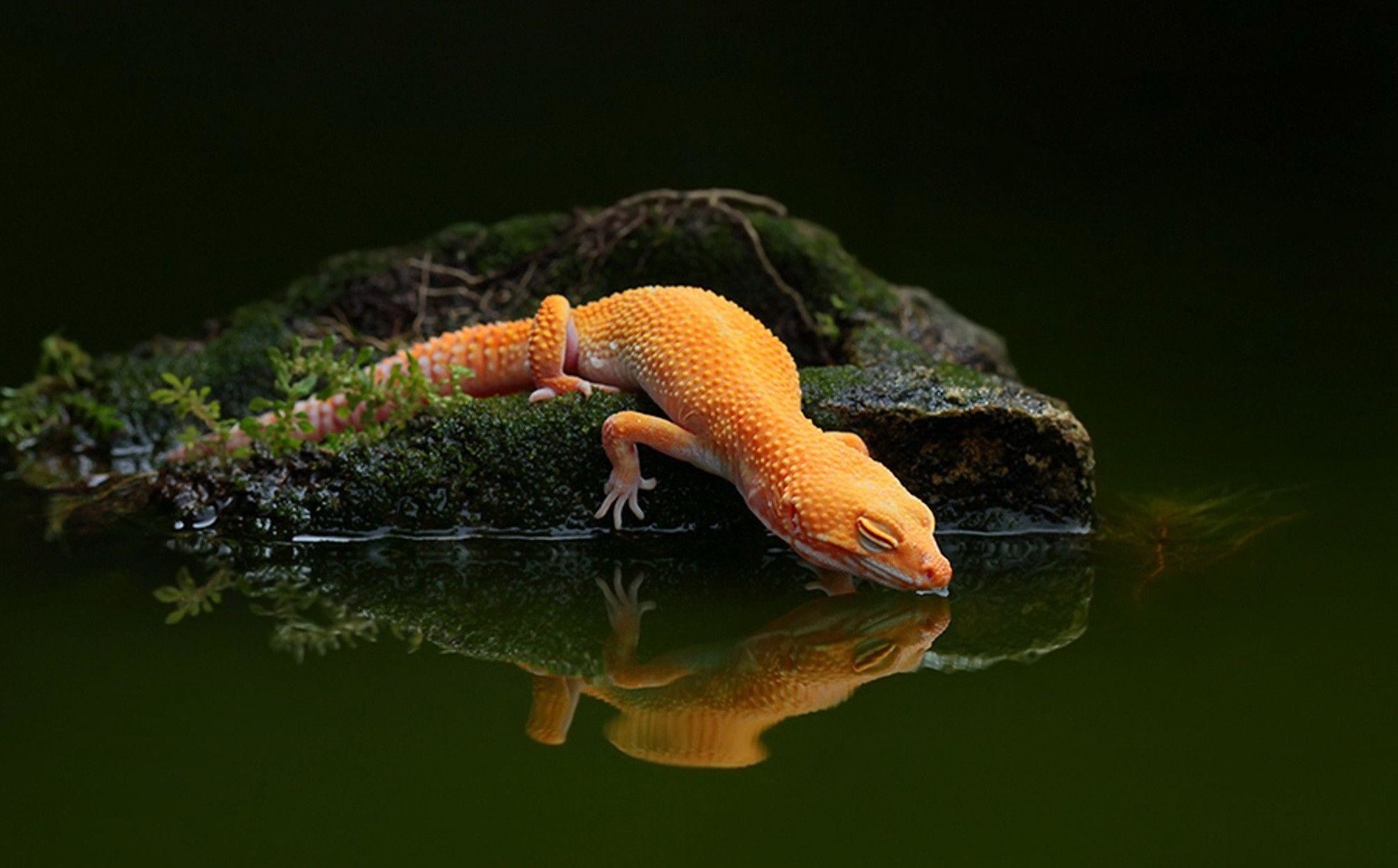 Lizard photos, Scale patterns, Sunbathing reptiles, Colorful species, 2000x1250 HD Desktop