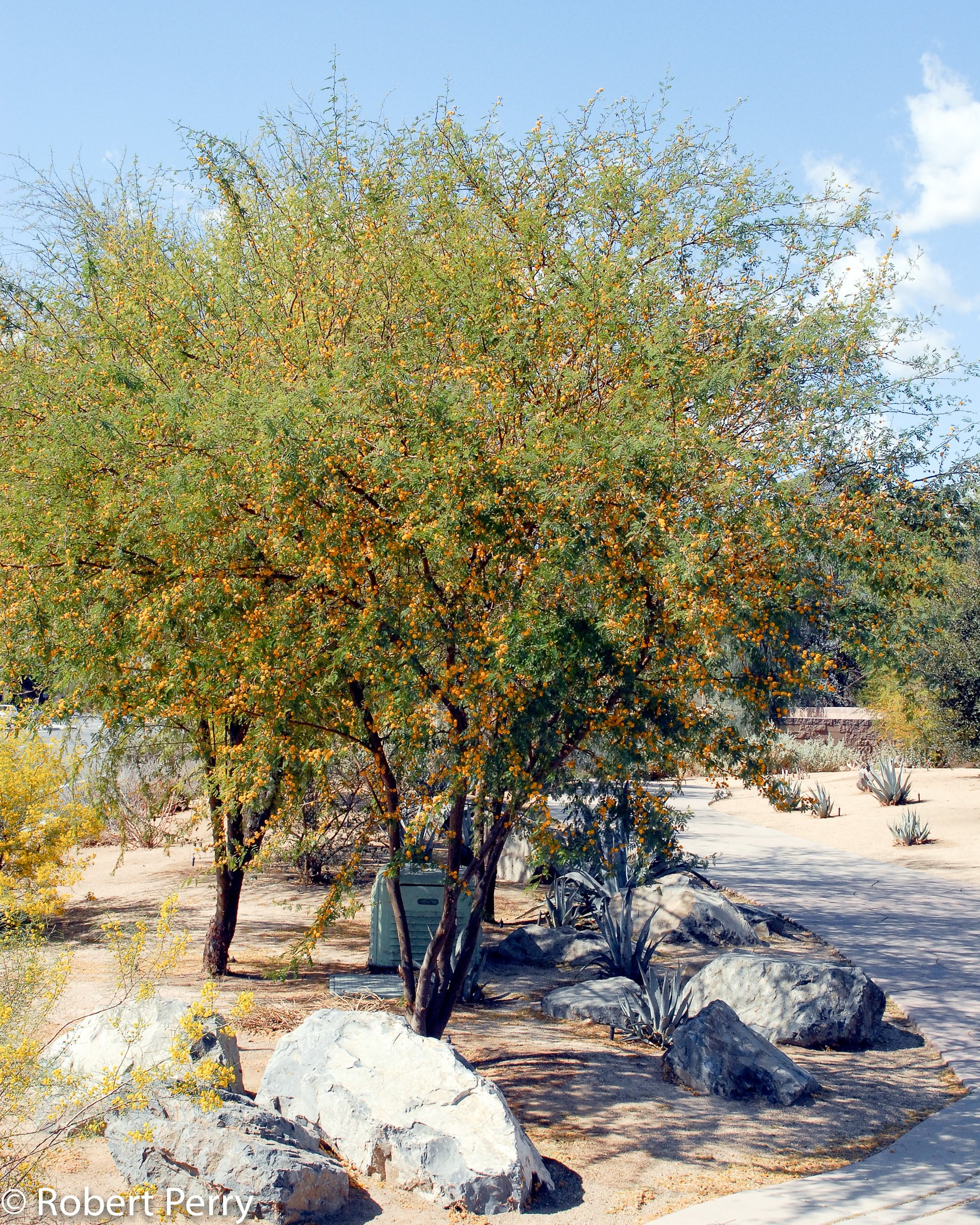 Sweet acacia tree, Inland valley garden, Nature's planner, Lush greenery, 1920x2400 HD Phone