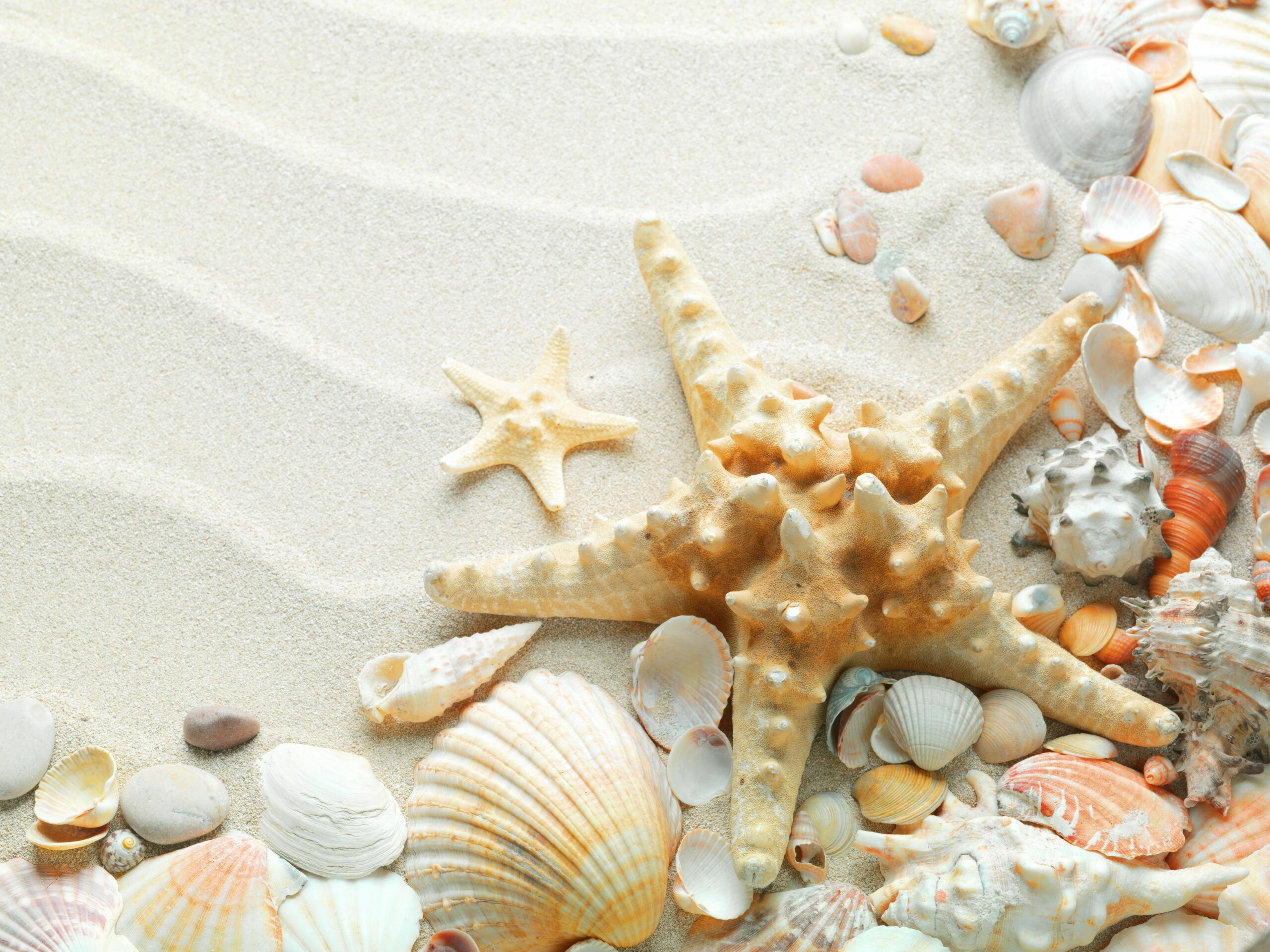 Starfish: Estrellas..conchas..arena! | Sea shells, Starfish, Painting kits. 2560x1920 HD Background.