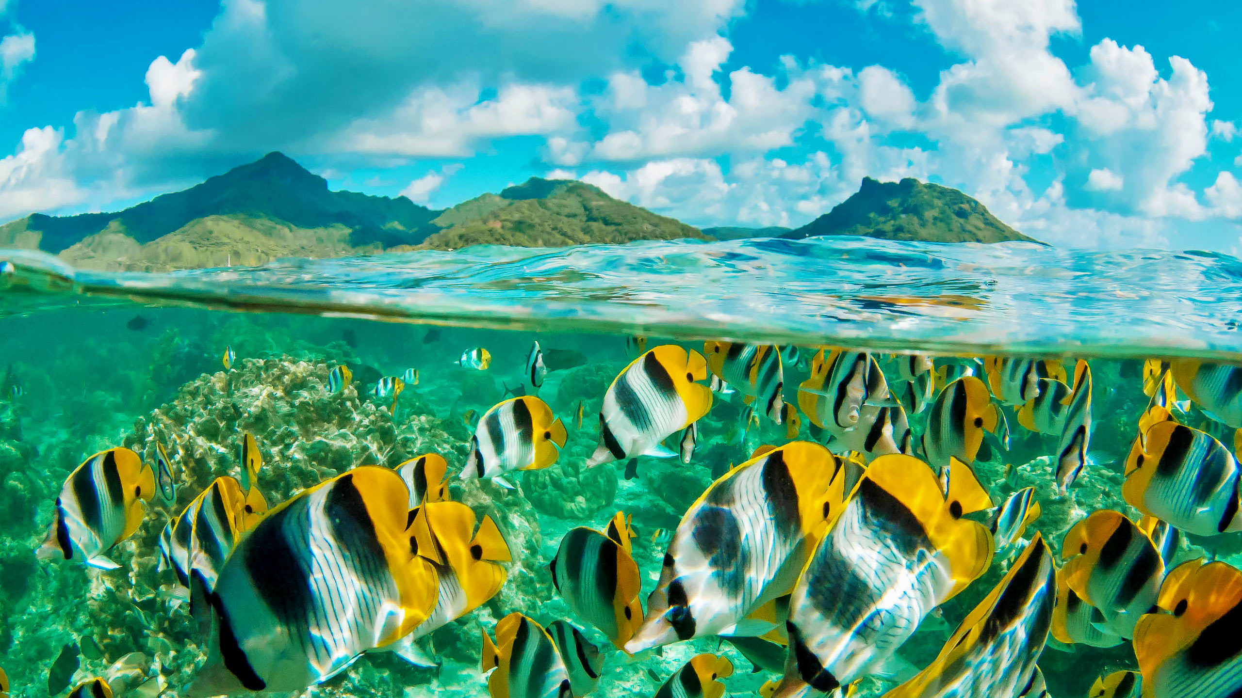 French Polynesia, Must-dive locations, Moorea, Seal Superyachts, 2560x1440 HD Desktop