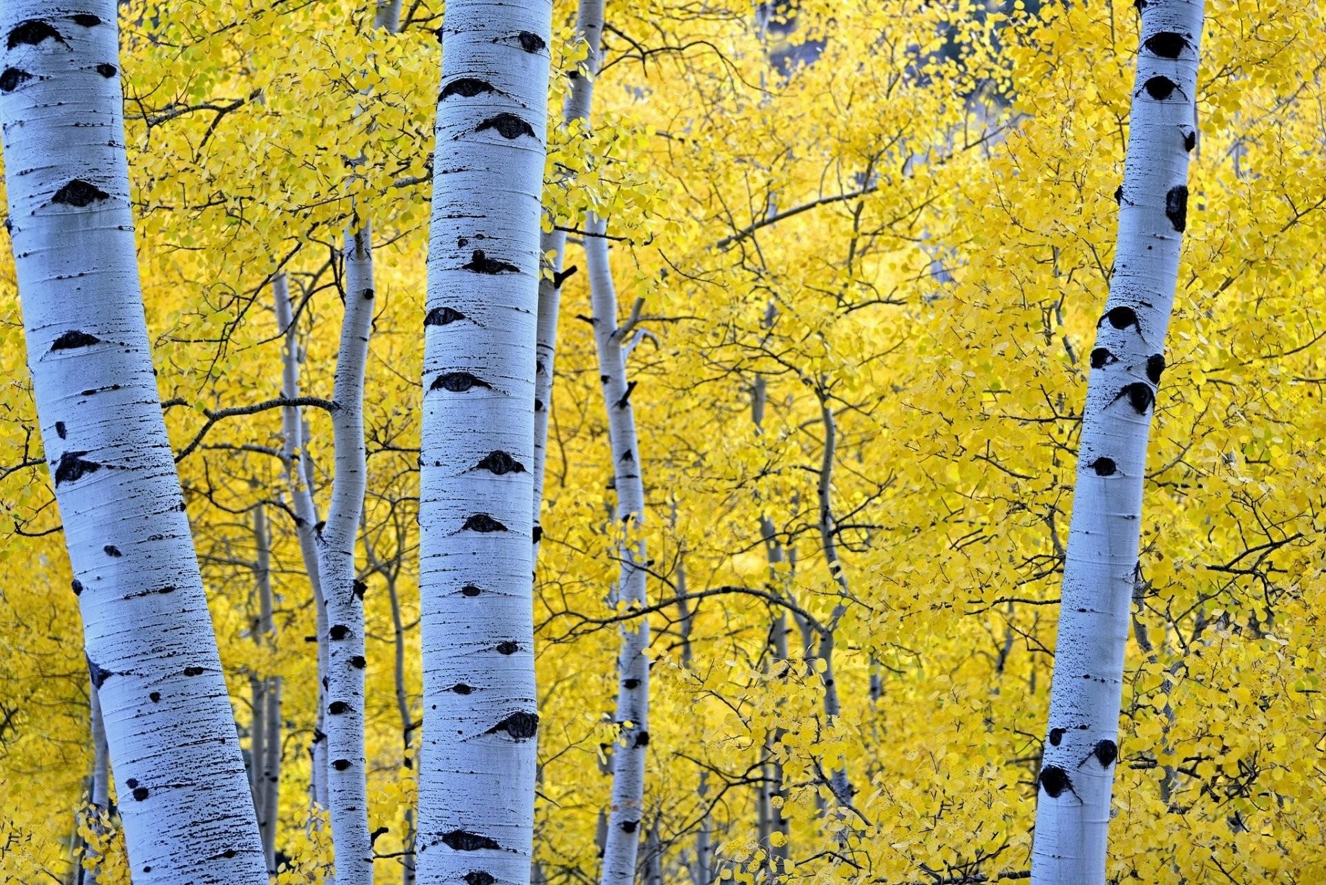 Aspen Trees, Vibrant yellow, Forest paradise, Nature's palette, 1920x1290 HD Desktop