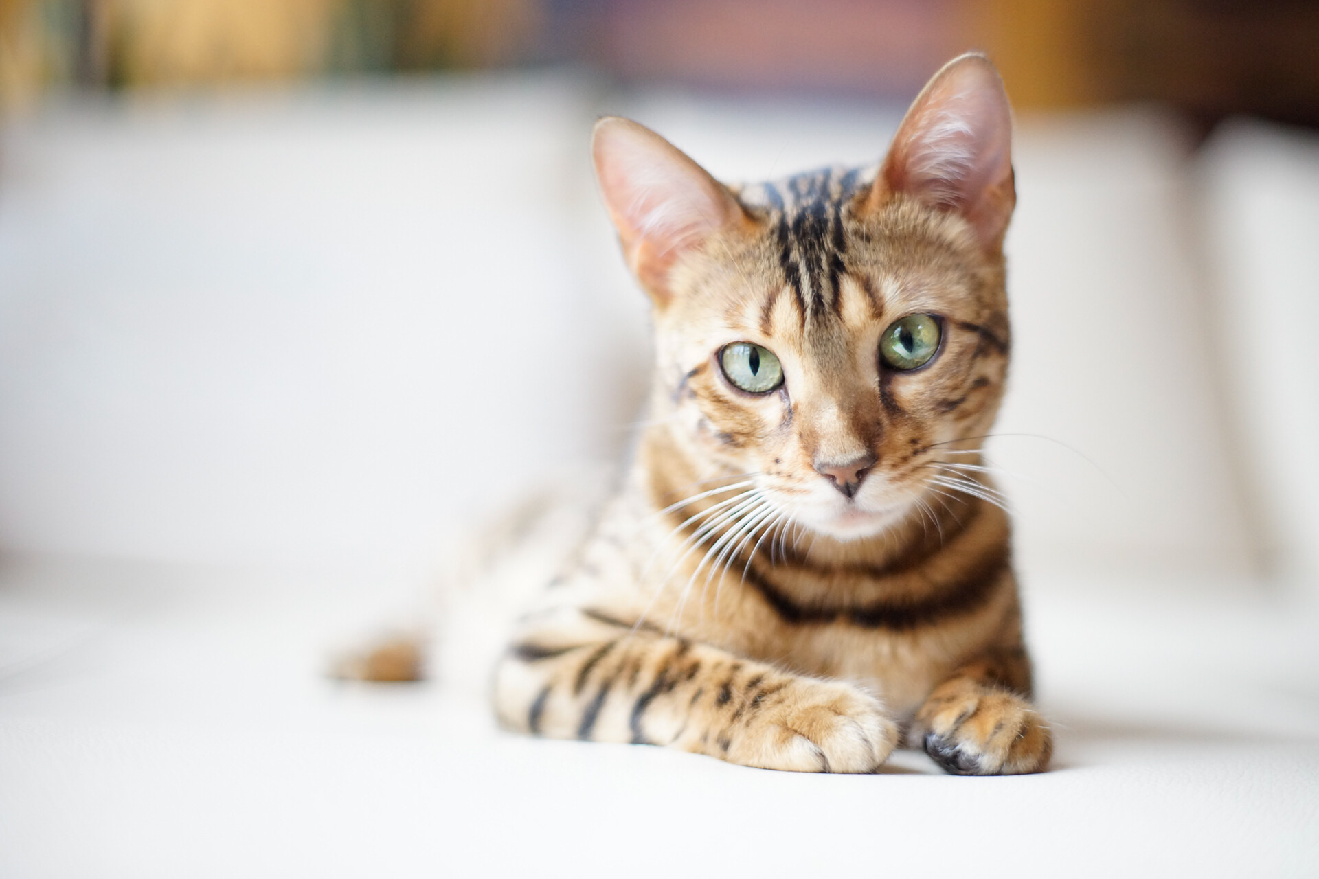 Bengal Cat: Descended from domestic cats and wild Asian leopard cats, they make affectionate and gentle pets. 1920x1280 HD Background.