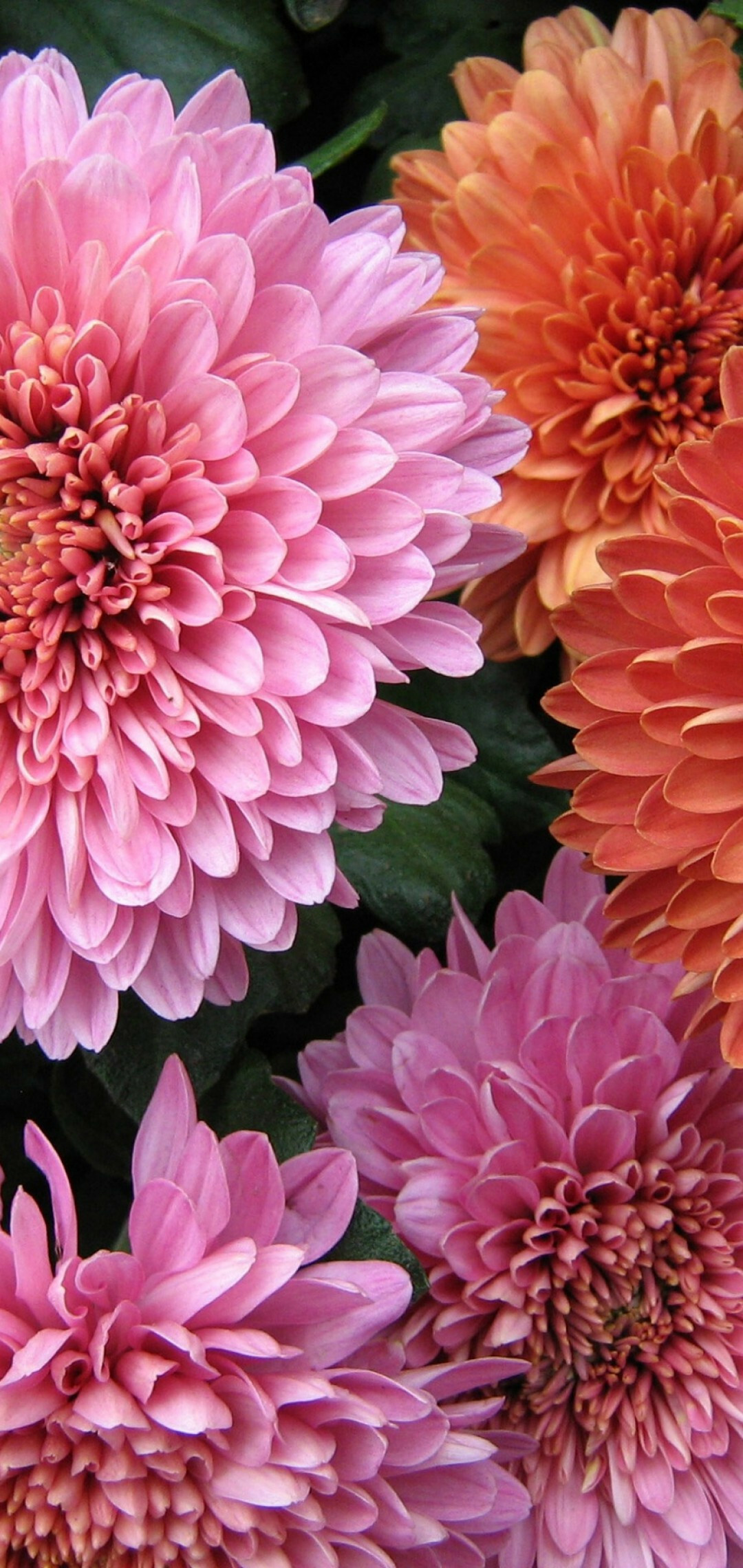 Chrysanthemum: Mums, Colorful, Petals, Herbaceous plant. 1080x2280 HD Background.