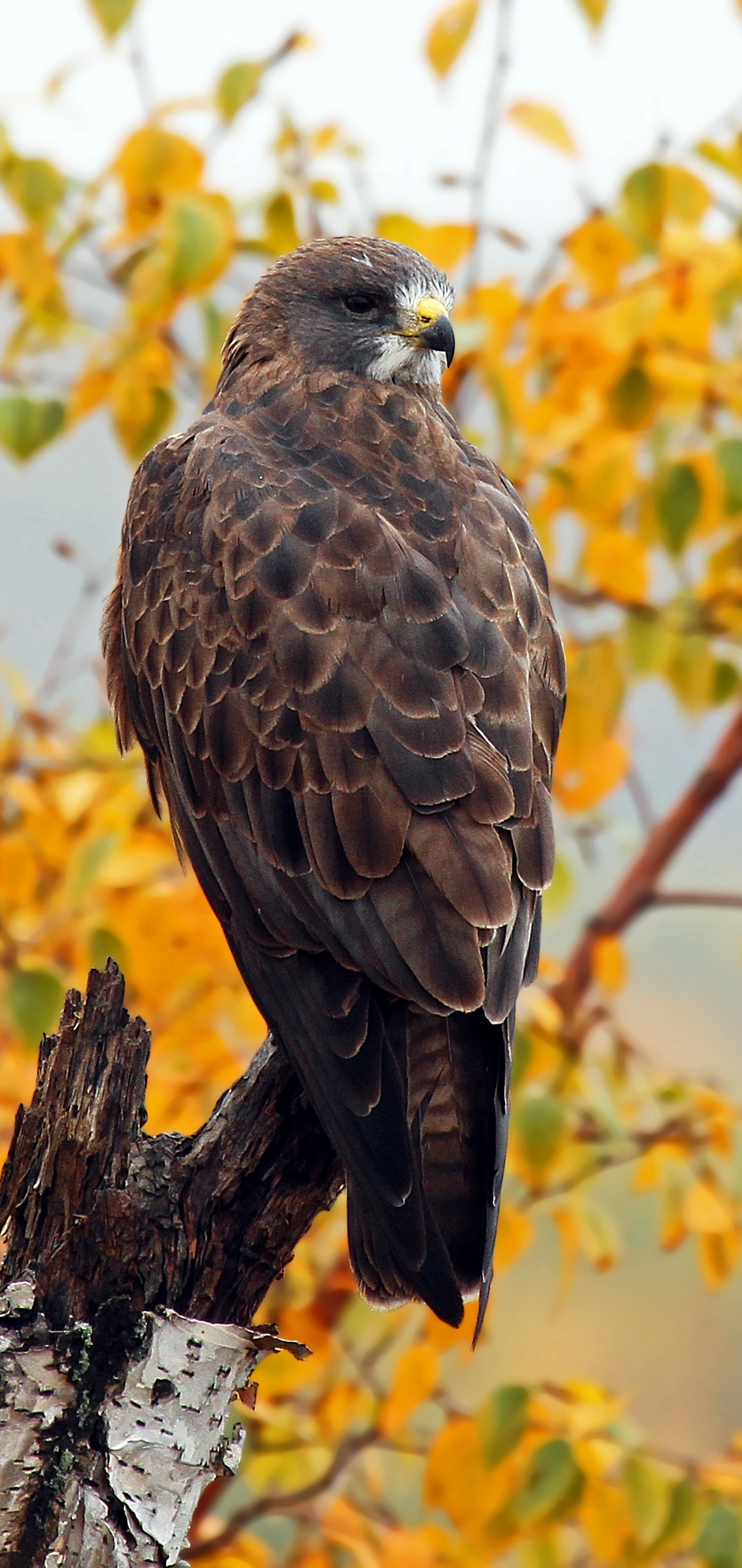 Graceful hawk, Nature's wonder, Stunning bird, 1440x3040 HD Phone