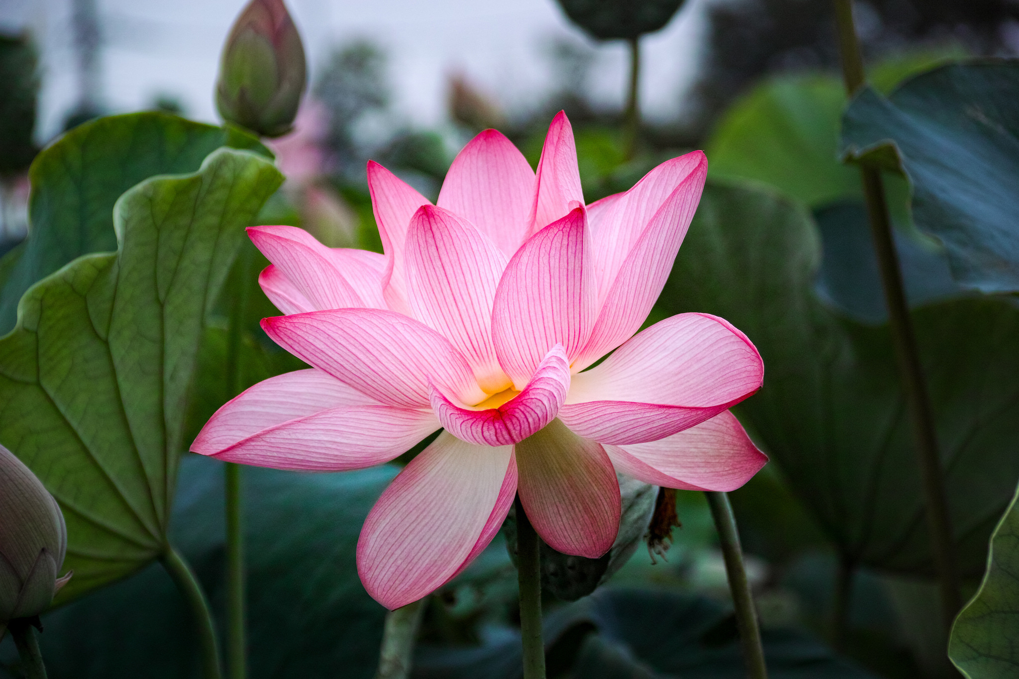Pink flower wallpaper, Lotus nature, Pink color, Exquisite beauty, 2050x1370 HD Desktop
