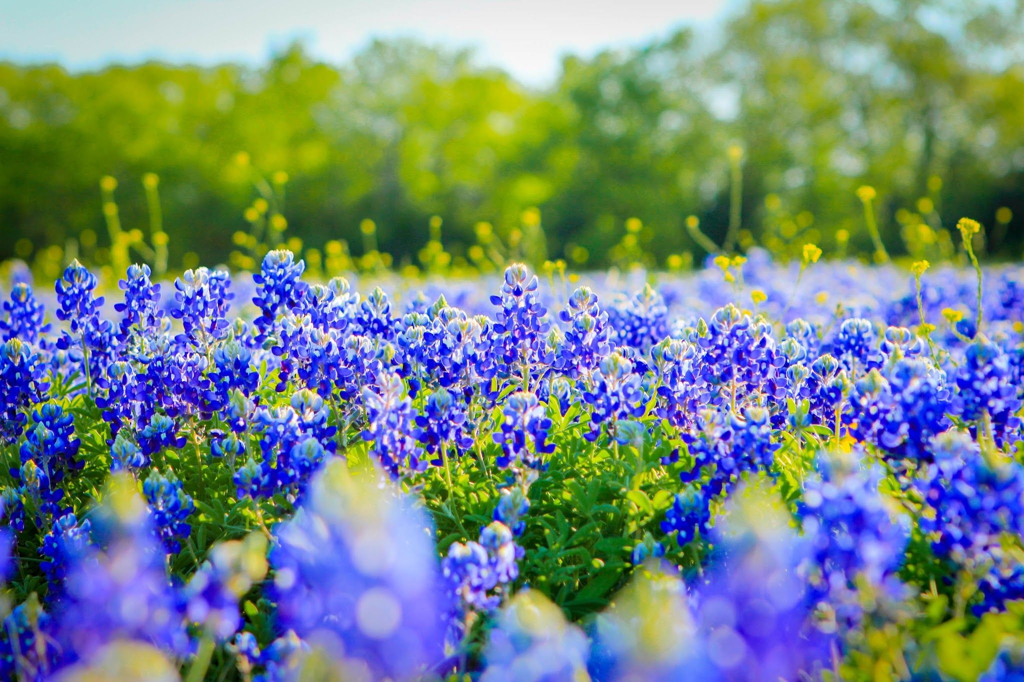 Bluebonnet, Texas, Springtime beauty, Wildflower fields, 2050x1370 HD Desktop