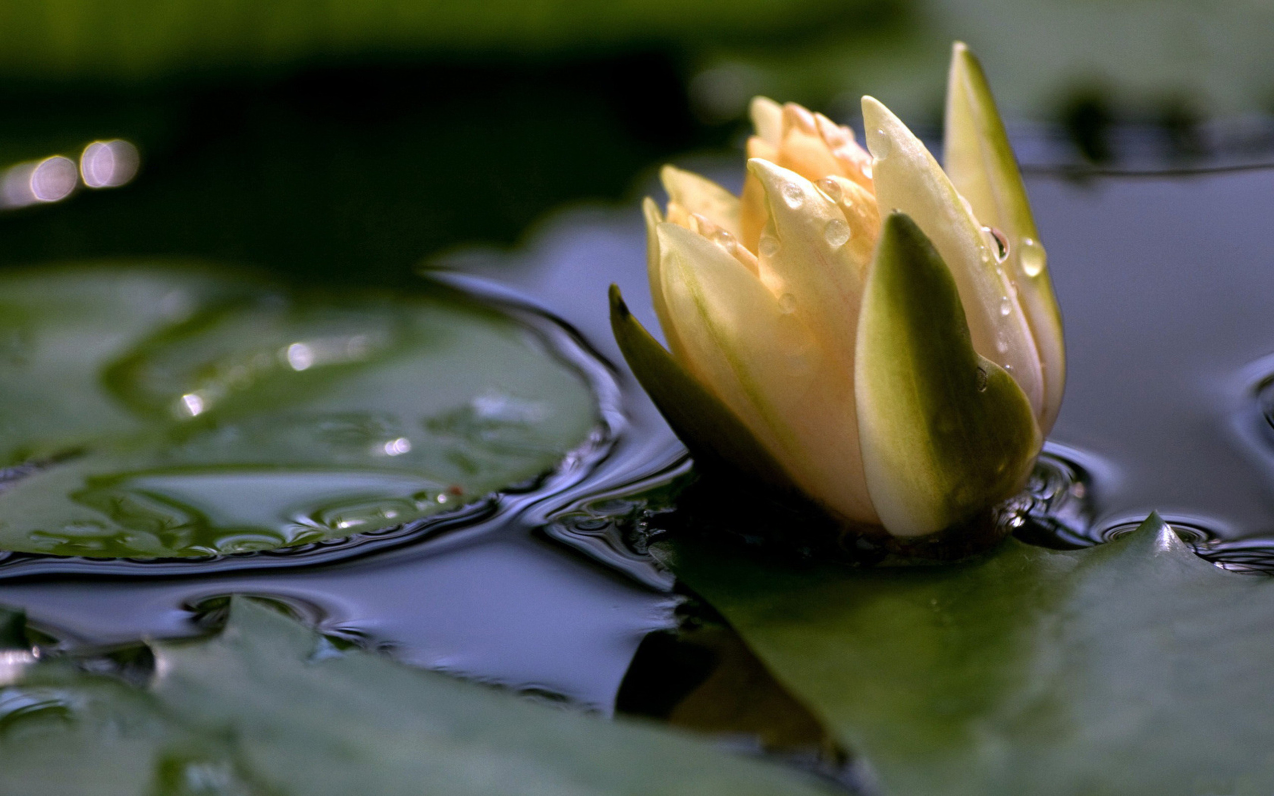 Nature, water lily wallpapers, 2560x1600 HD Desktop