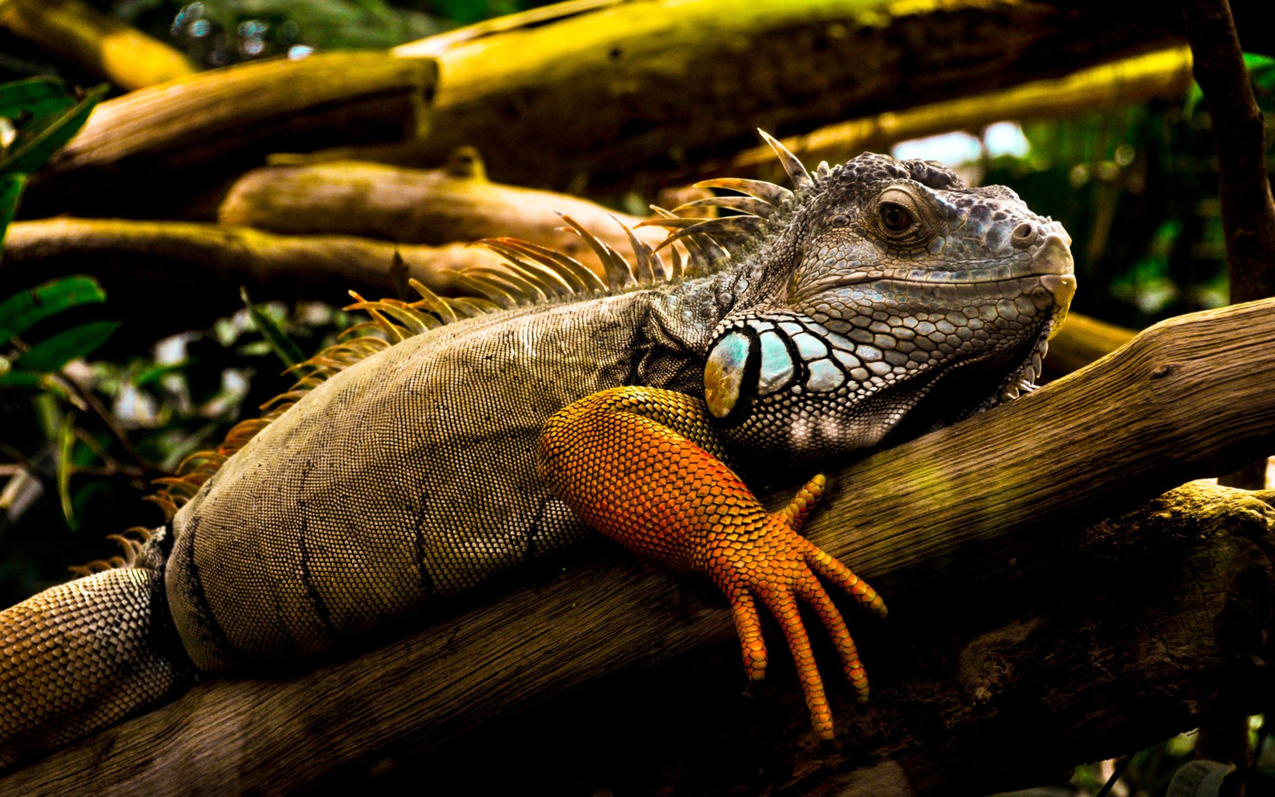 Iguana wallpapers, Stunning reptile, Colorful scales, Nature background, 2560x1600 HD Desktop