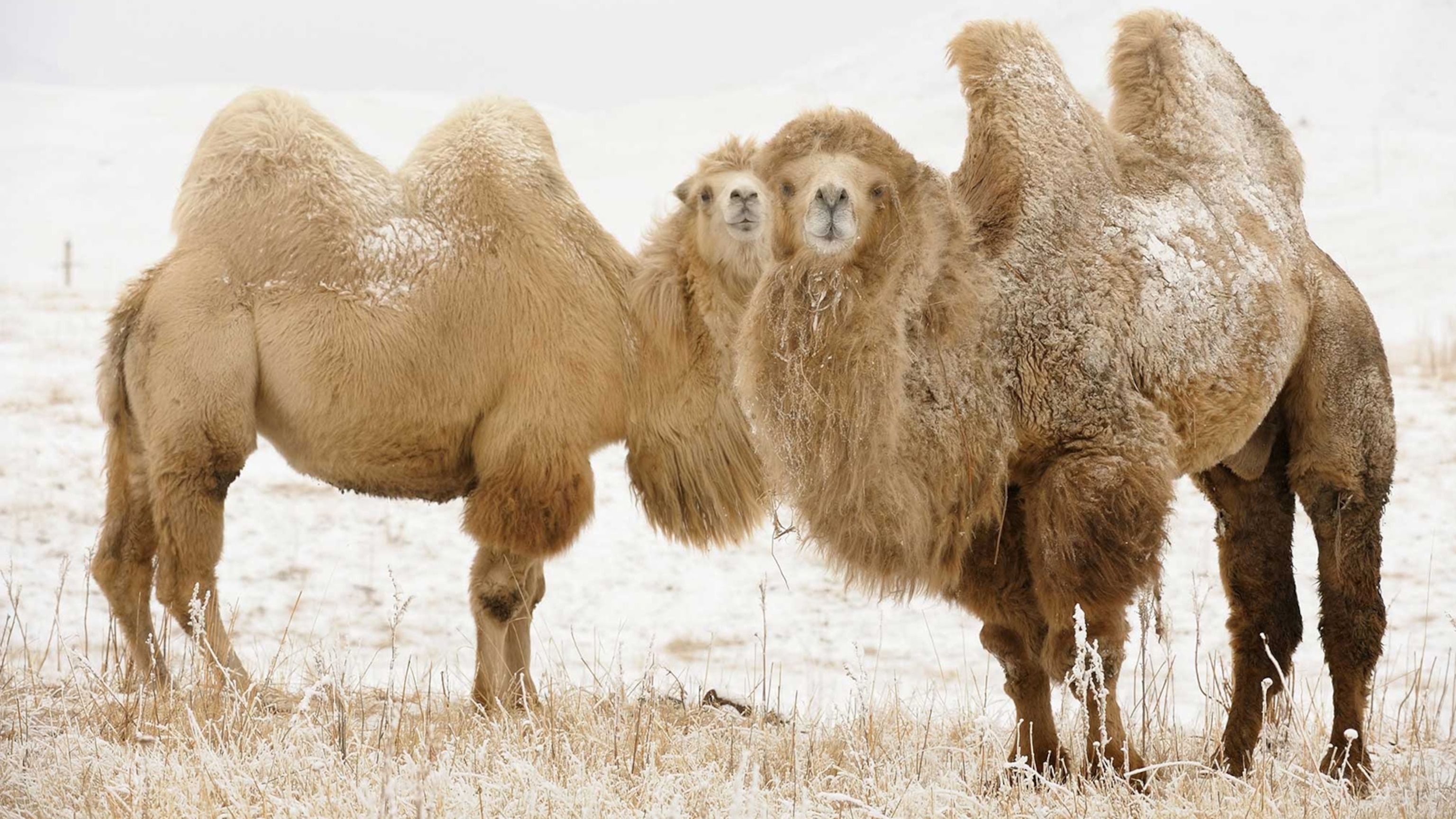 Bactrian camel wallpapers, Desert scenery, 3080x1730 HD Desktop