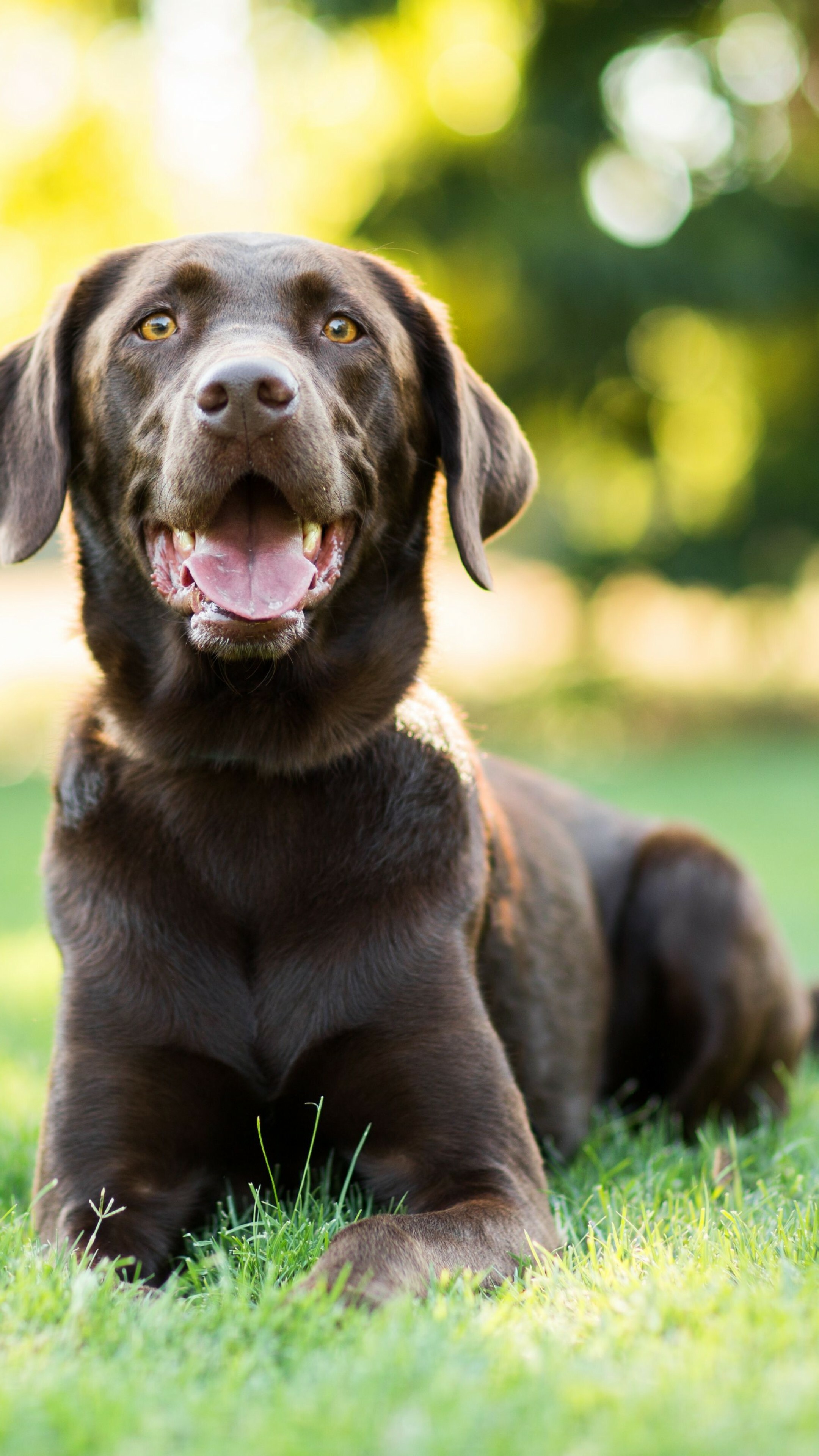 Labrador Retriever: Was bred as a sporting and hunting dog, Animals. 2160x3840 4K Background.