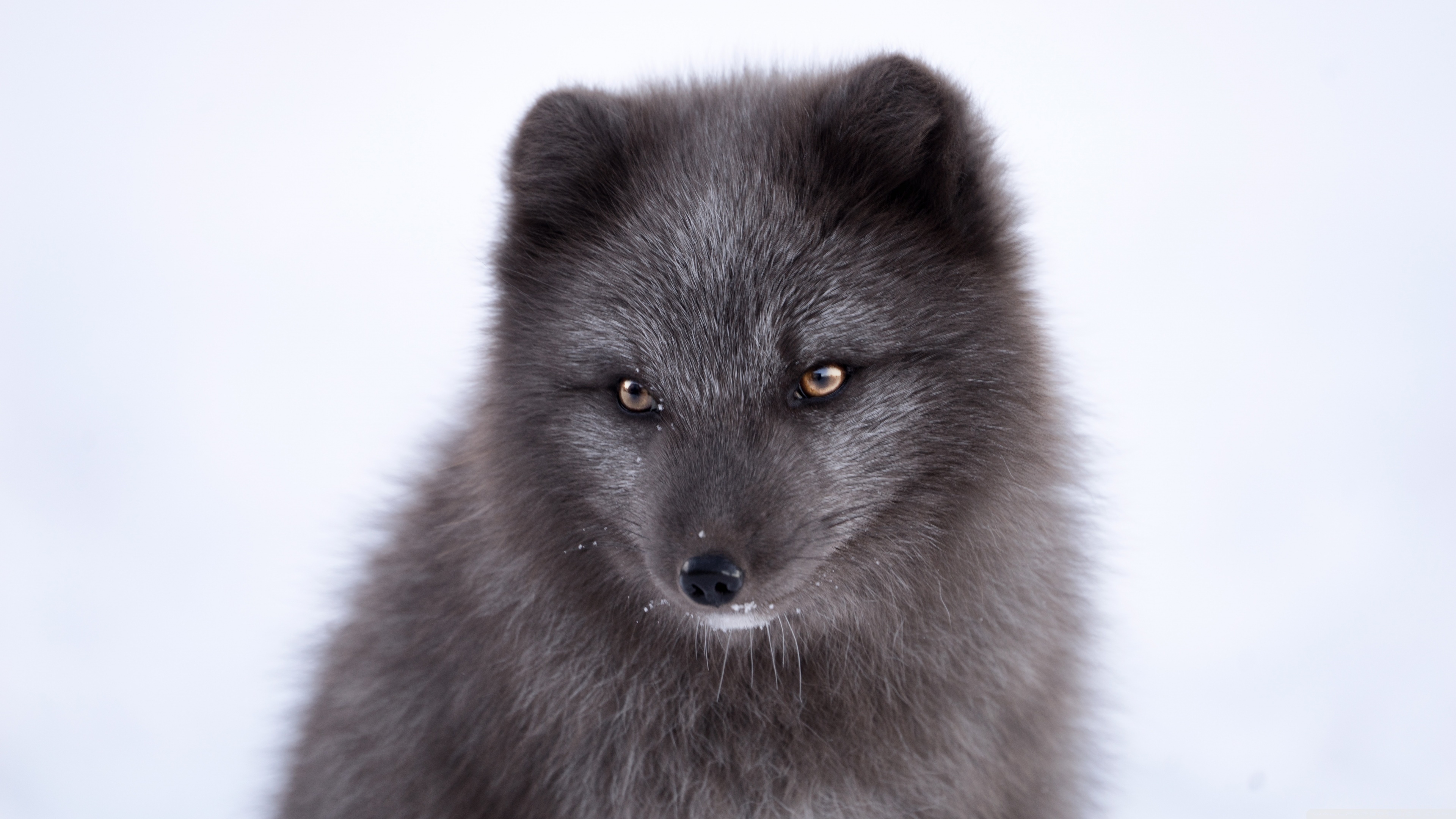 Black Arctic Fox, Rwallpaper, 3840x2160 4K Desktop