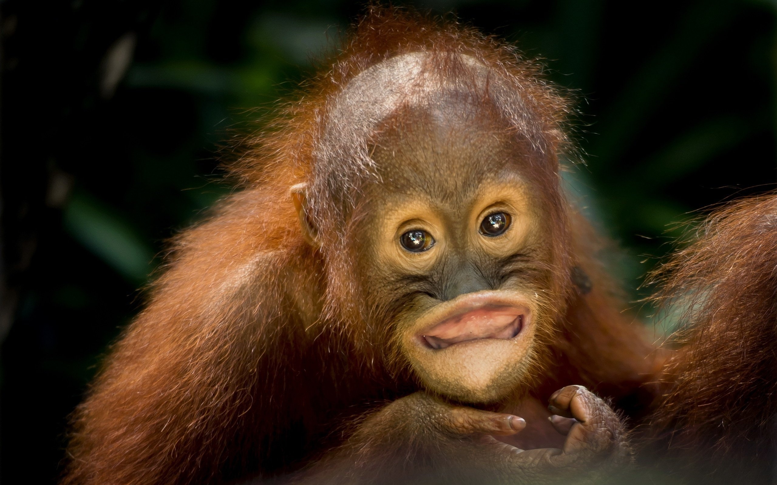 74 orangutan wallpapers, Stunning images, Captivating grace, Green landscape, 2560x1600 HD Desktop
