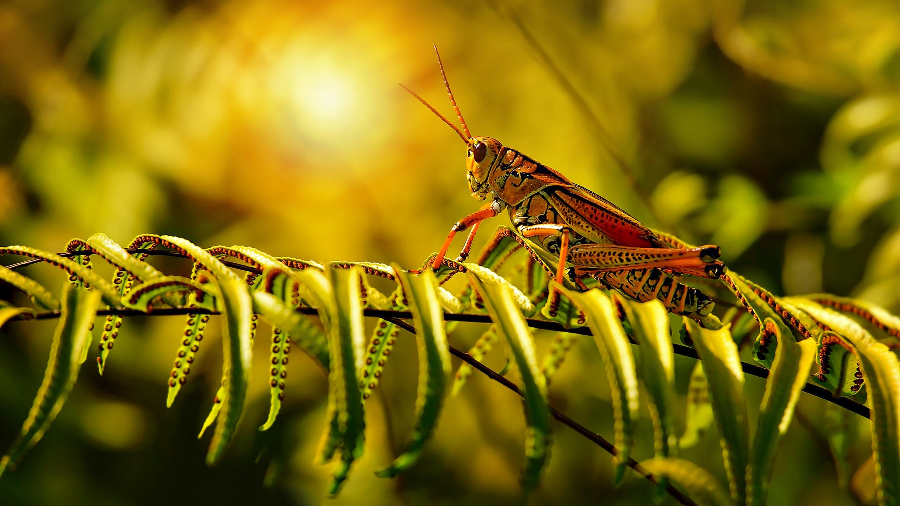 Grasshopper, Wildlife, Insect, Green, 2880x1620 HD Desktop