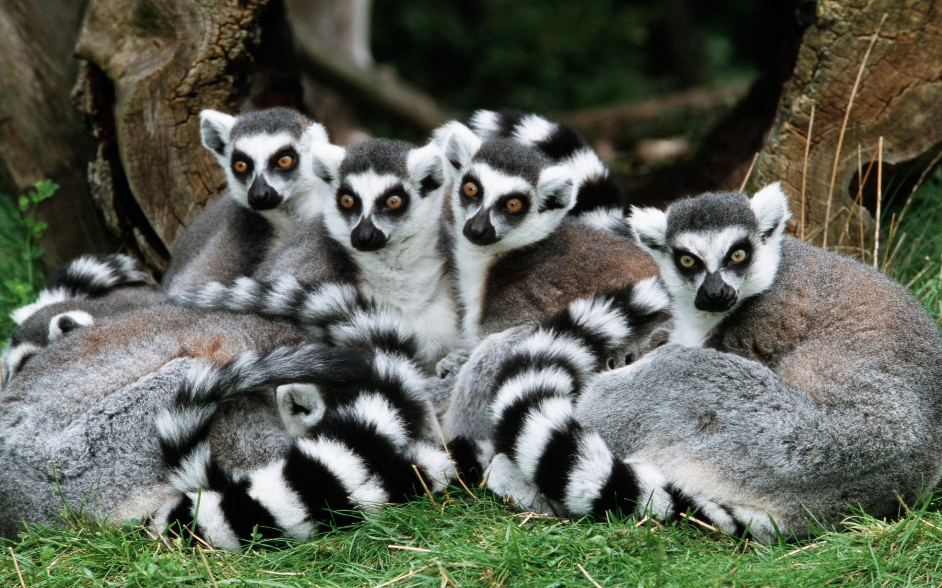 Ring Tailed Lemur, Lemur wallpapers collection, Wildlife in Madagascar, Playful creature, 1920x1200 HD Desktop