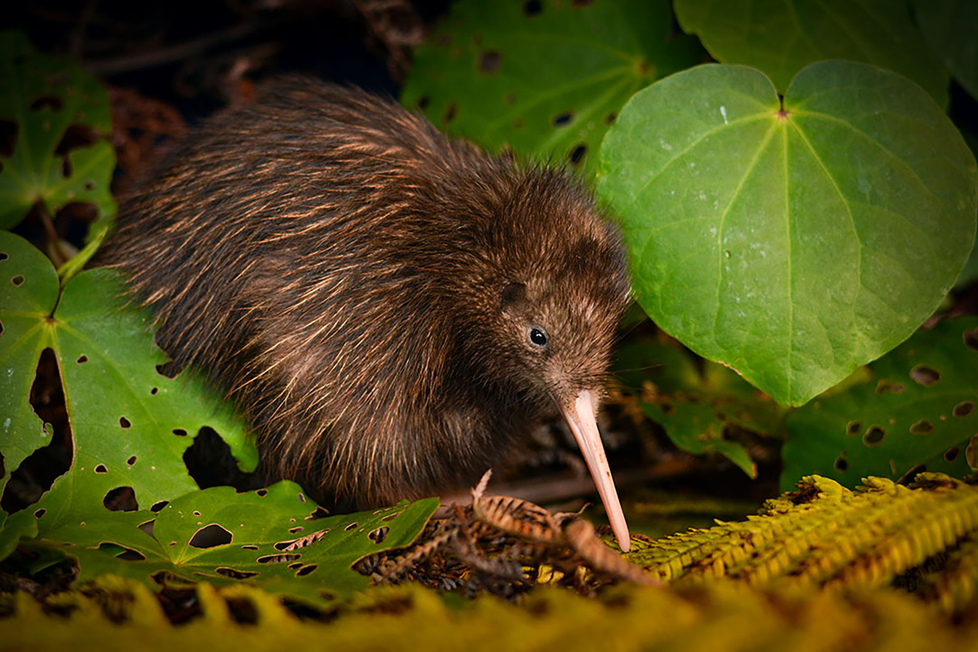 Two kiwi species, No longer endangered, Red List CNN, 2000x1340 HD Desktop