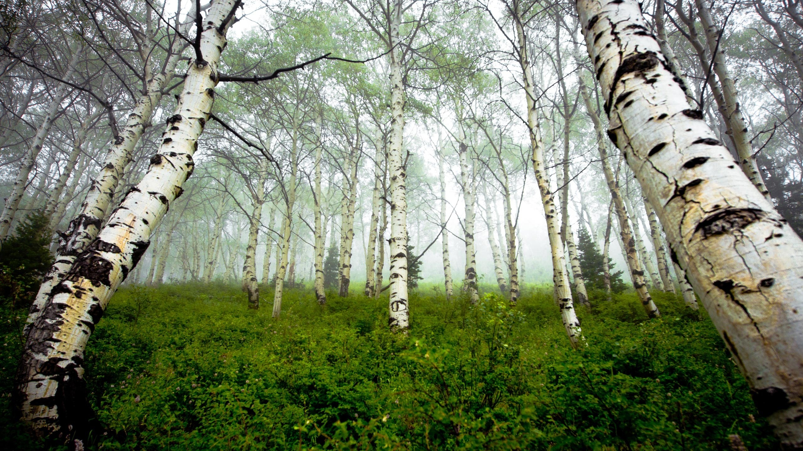 Birch Tree, Nature, Forest, Wallpaper, 2560x1440 HD Desktop