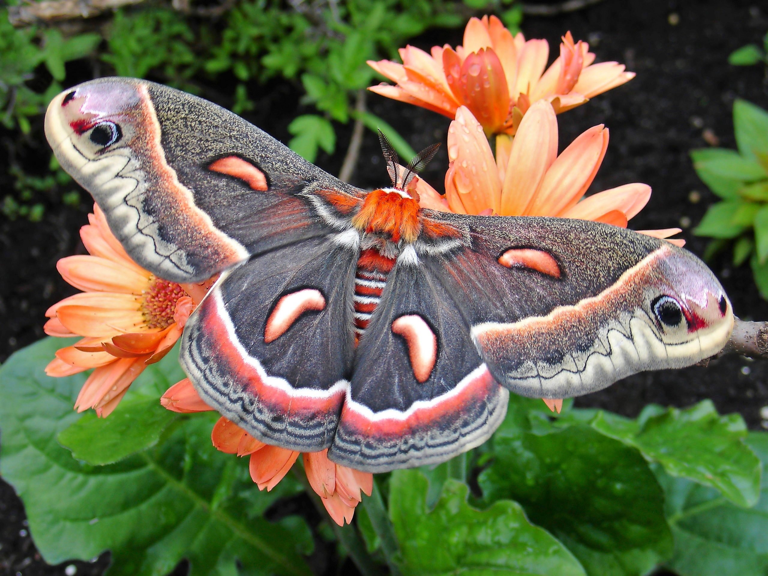 Fascinating moth species, Intricate wing patterns, Natural beauty, Surprising diversity, 2560x1920 HD Desktop