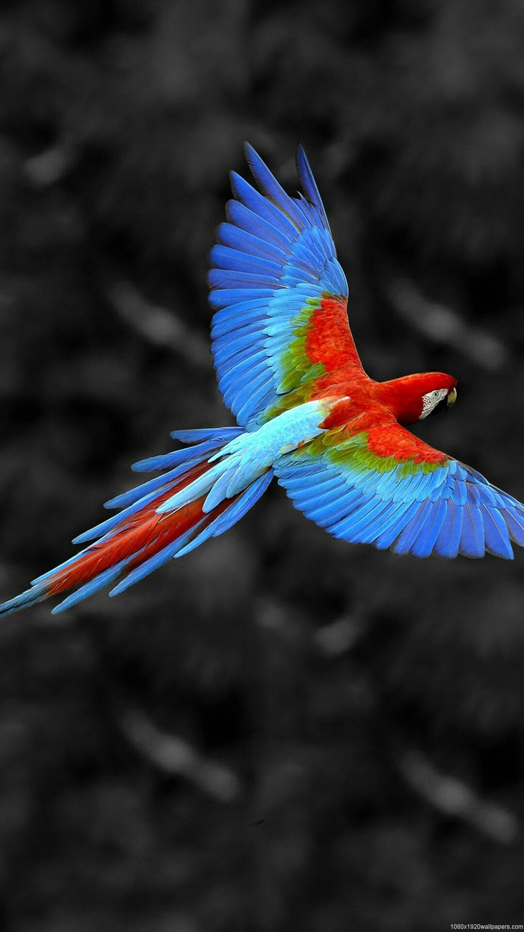 Bird: Parrot, Red-and-green macawm, A vertebrate animal. 1080x1920 Full HD Wallpaper.