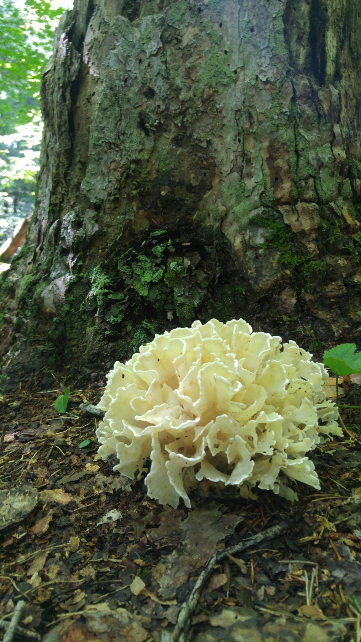Sparassis genus, Inaturalist United Kingdom, Cauliflower mushrooms, Food, 1160x2050 HD Phone