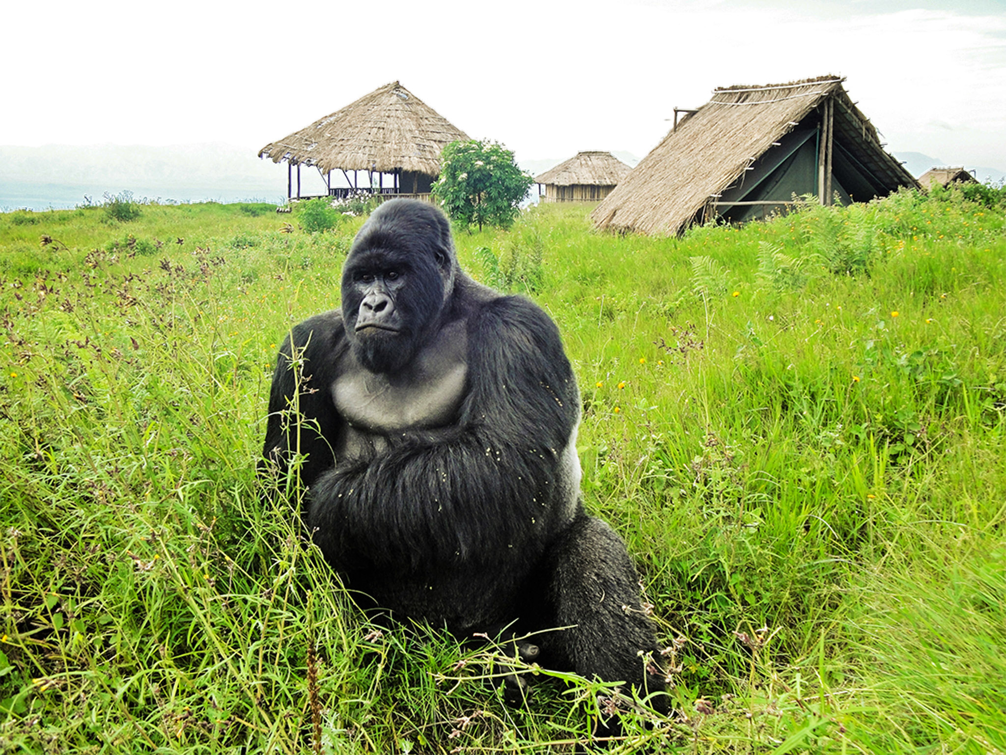 Virunga National Park, Gorilla trekking safari, Standard package, Adventure, 2050x1540 HD Desktop