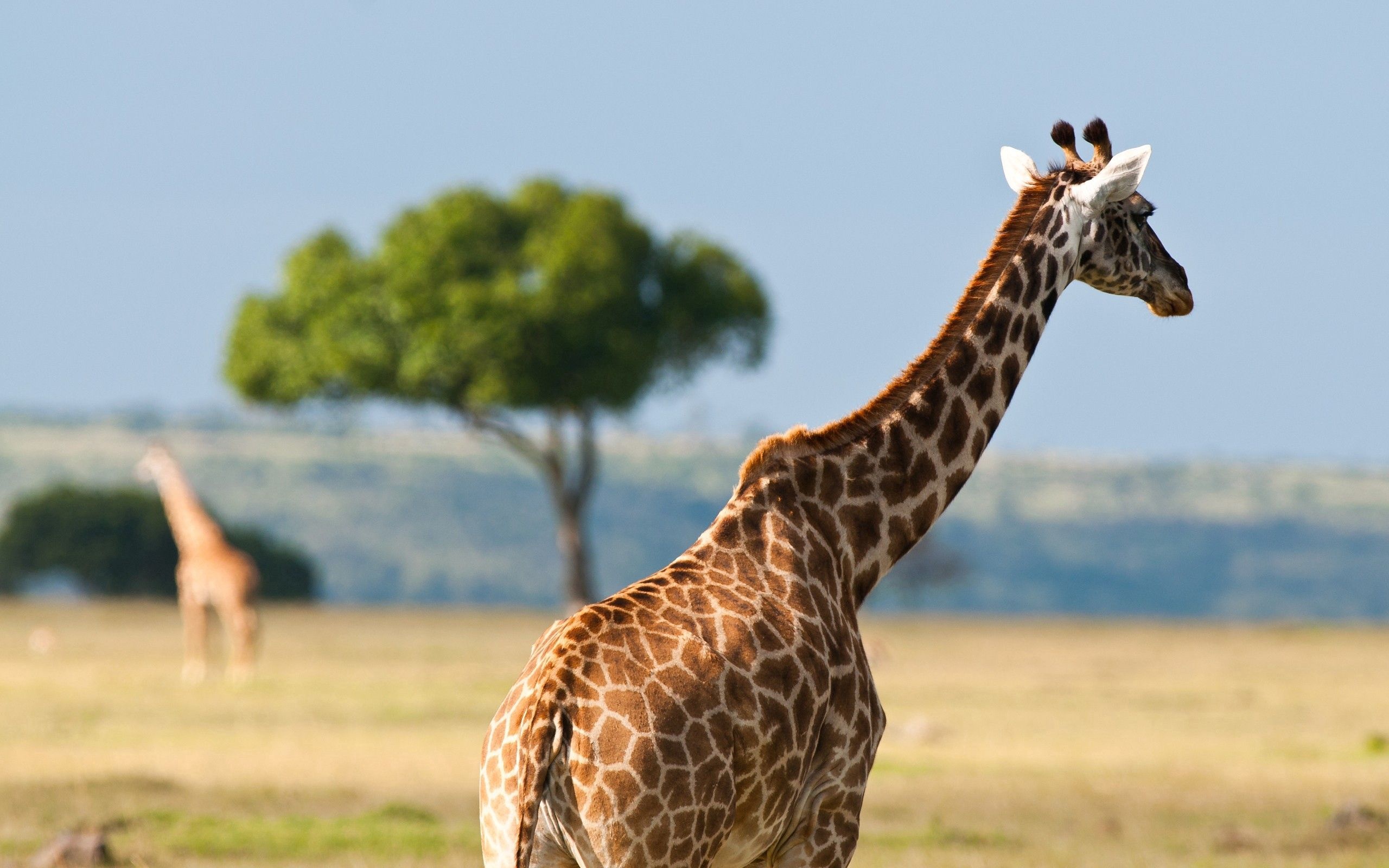 Etosha National Park, Namibian wildlife, Safari adventure, Natural wonders, 2560x1600 HD Desktop