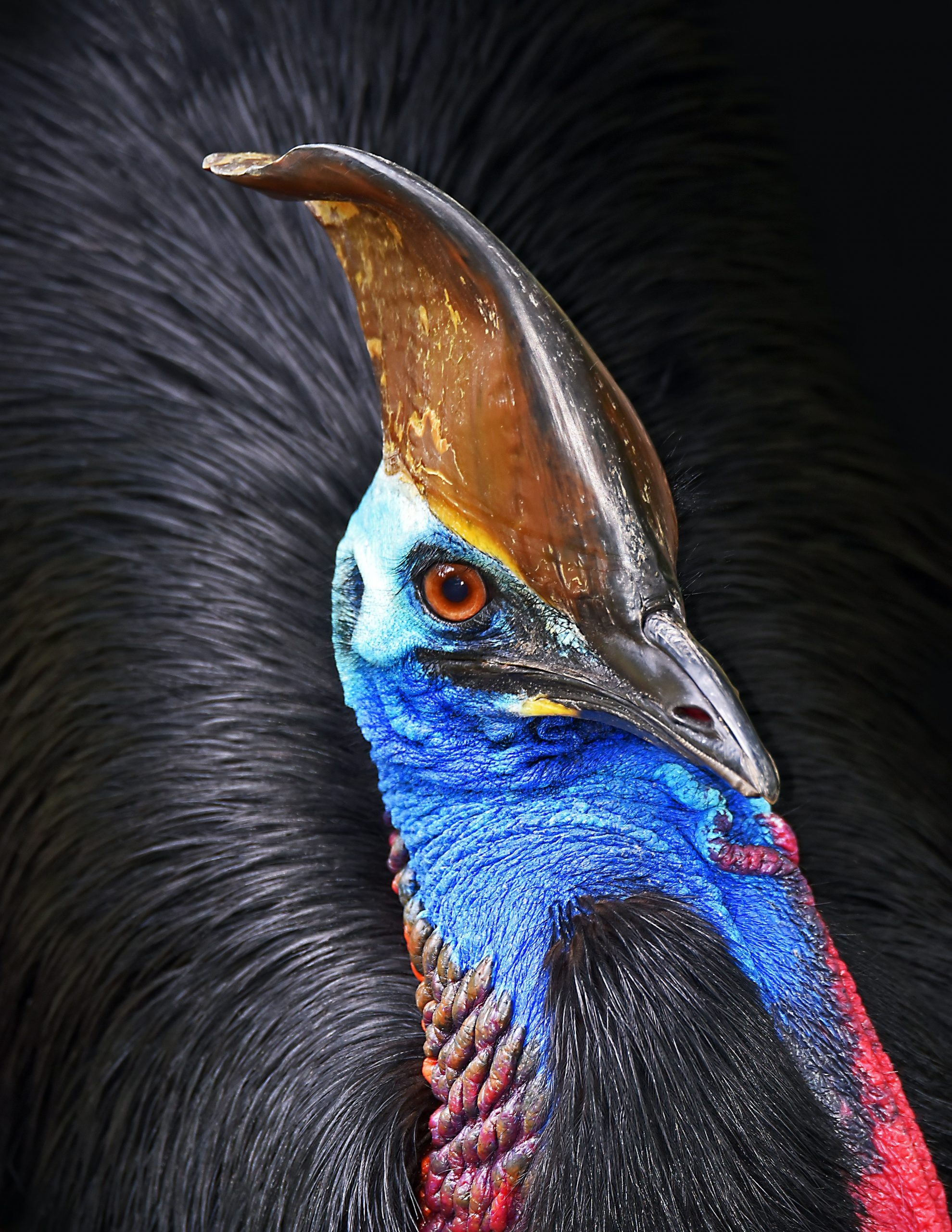 Unsuitable pets, Cassowary as a companion, Wildlife conservation perspective, Earth-friendly choices, 1980x2560 HD Phone