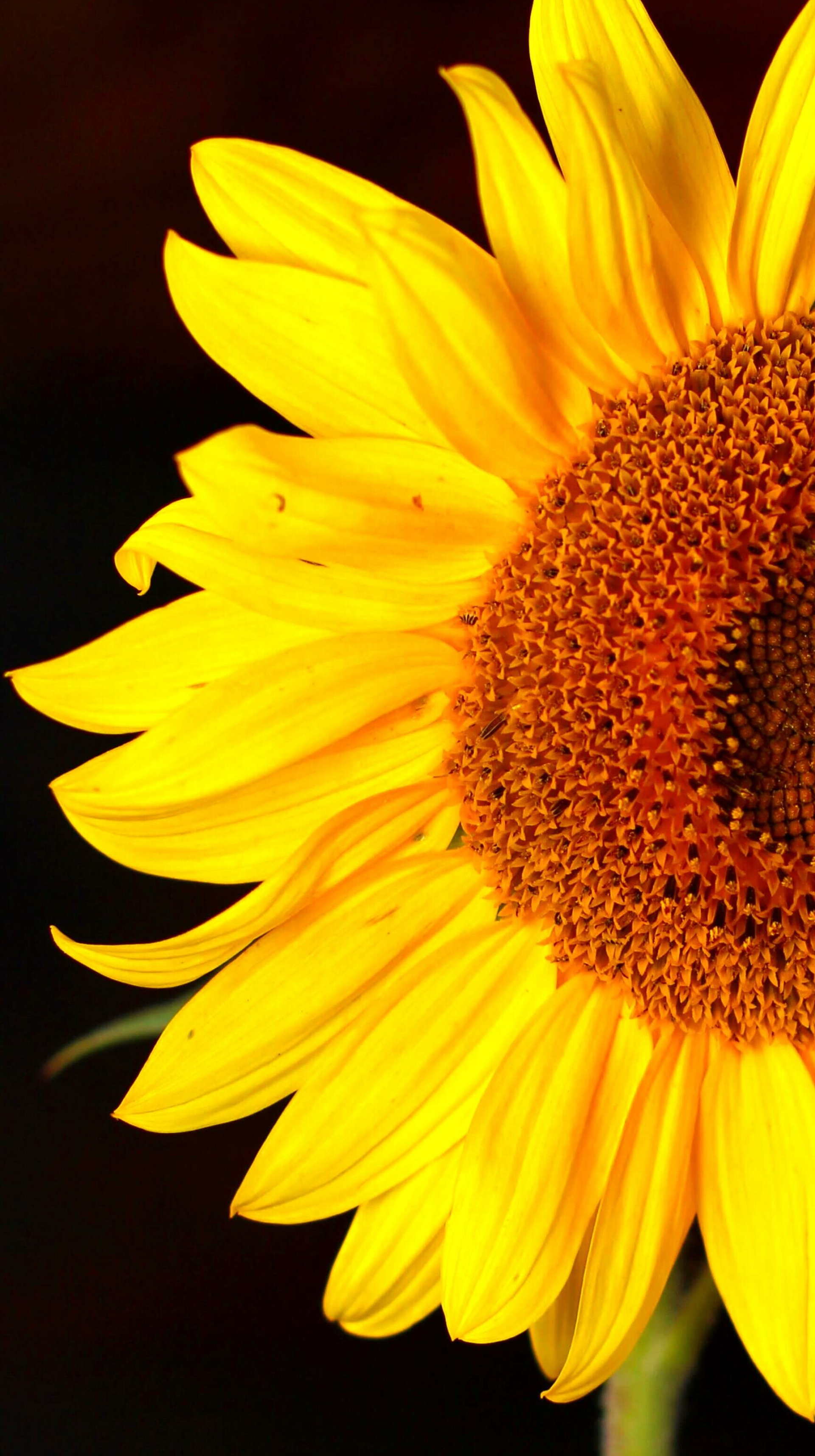 Sunflower: The plant was first domesticated in the Americas, Flower, Petals. 1920x3440 HD Background.