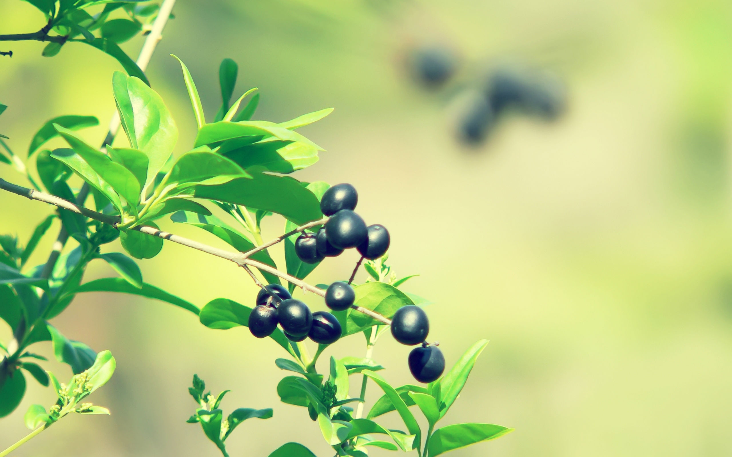 Olive: The species is cultivated in all the countries of the Mediterranean. 2560x1600 HD Background.