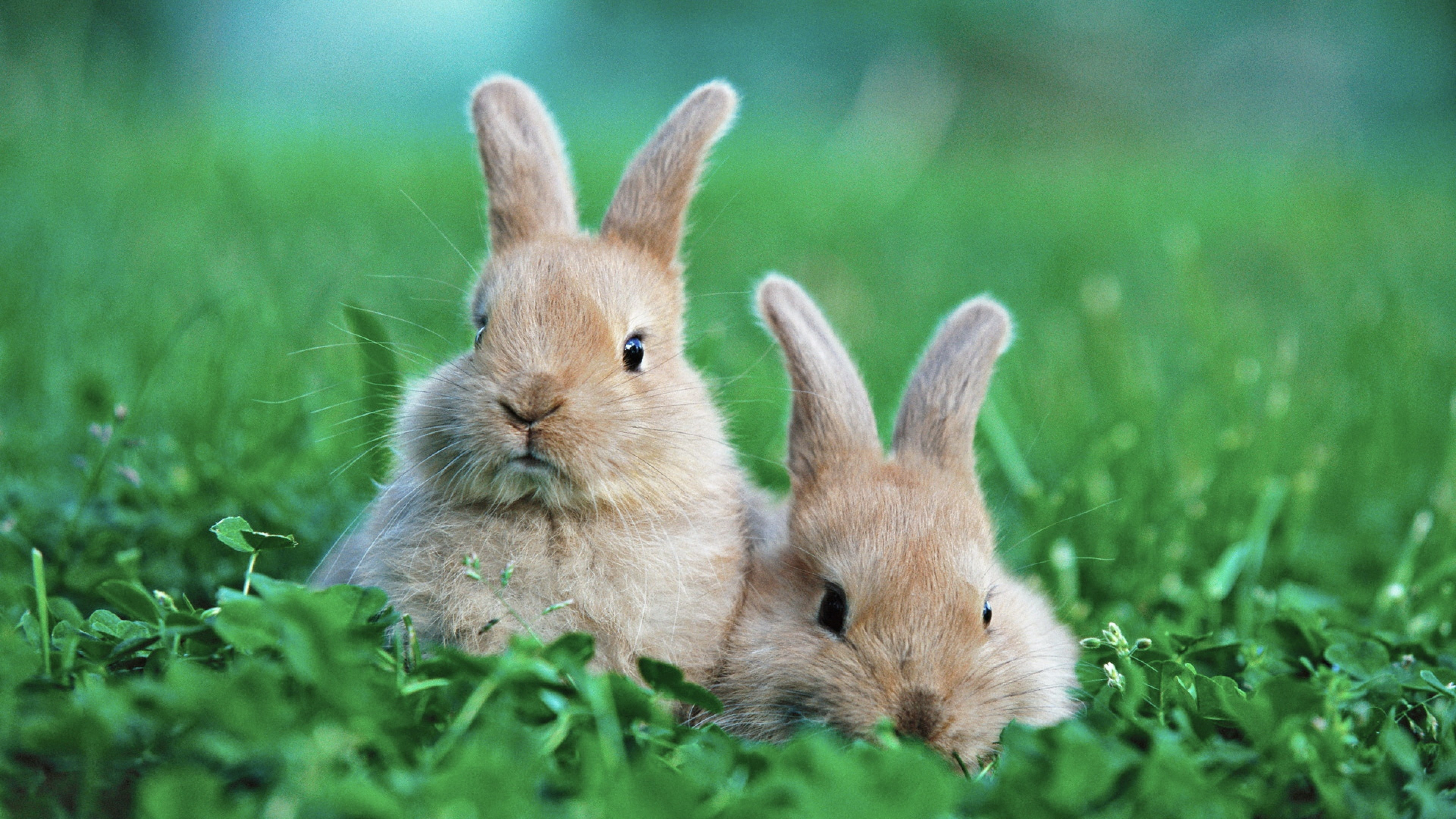 Adorable rabbit couple, Widescreen wallpapers, Nature-inspired scenes, Cute animals, 3840x2160 4K Desktop