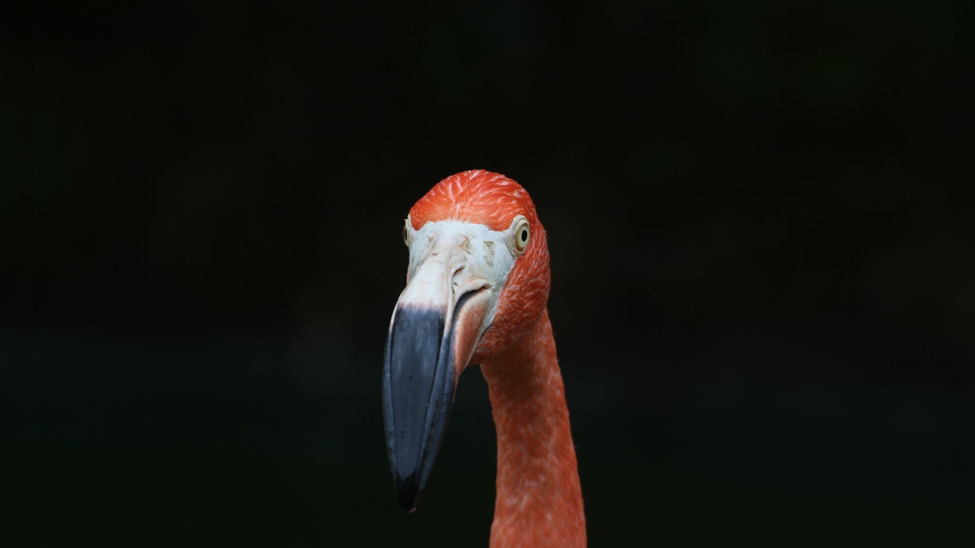 Flamingo: A pink colored bird that survives on an omnivore diet. 1920x1080 Full HD Wallpaper.