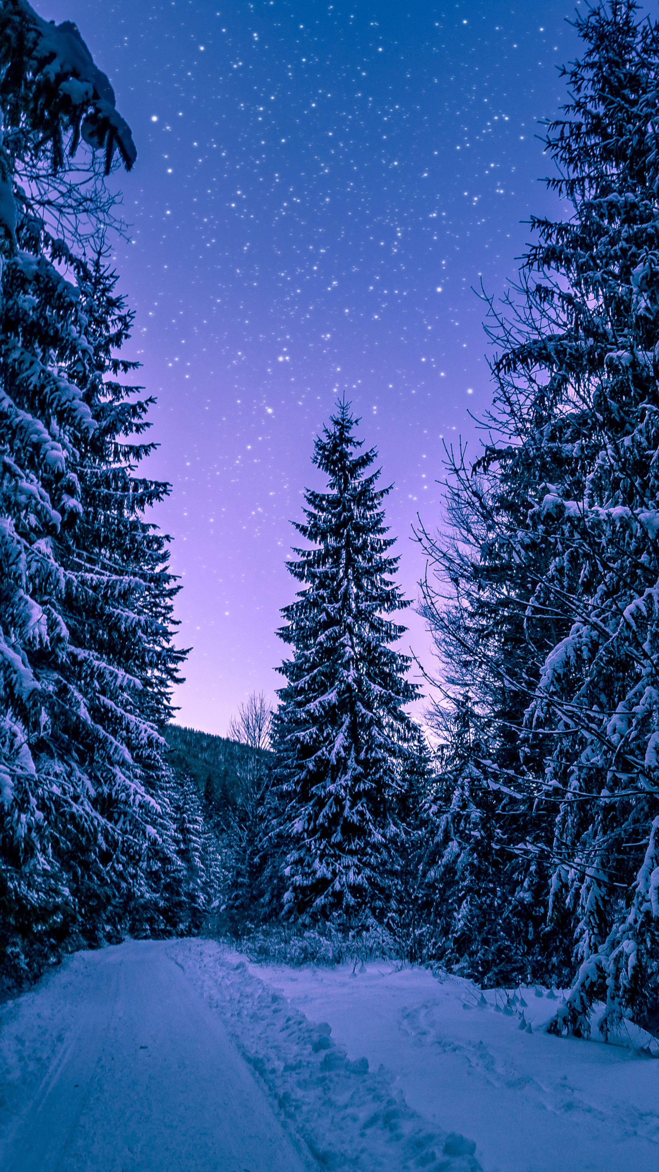Snowy trees, Forest winter landscapes, 2160x3840 4K Handy
