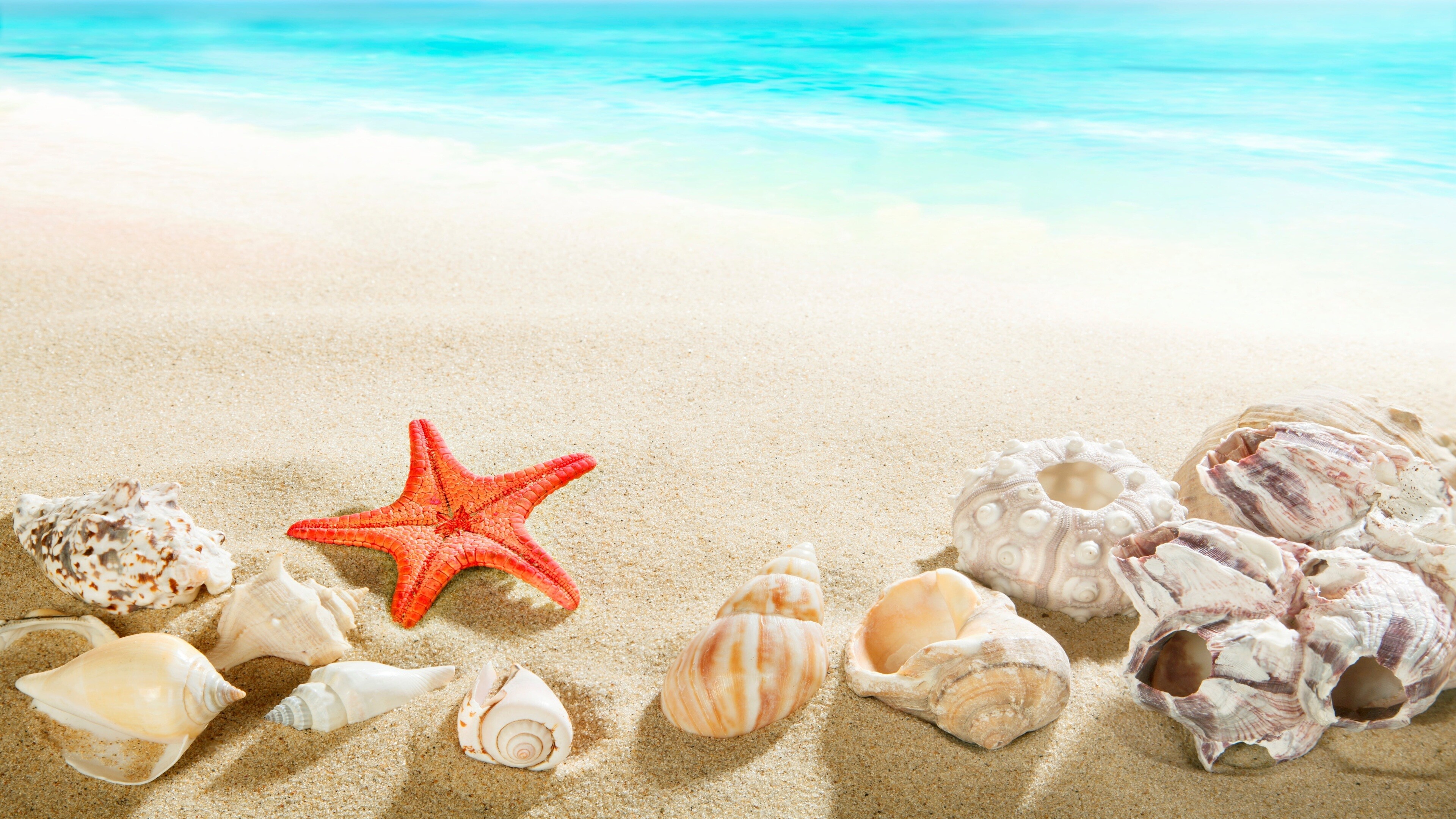 Starfish: Sea Shells and Star Fish on Sand Truly Amazing 4K Wallpaper. 3840x2160 4K Wallpaper.
