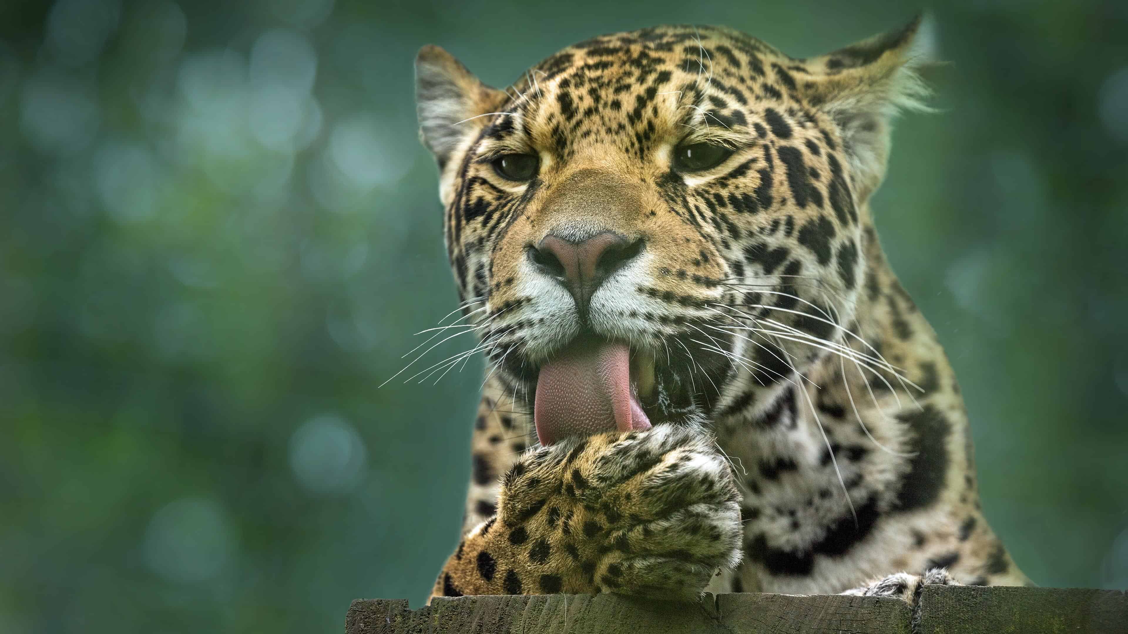 Leopard cat, UHD 4K, Animal wallpaper, 3840x2160 4K Desktop
