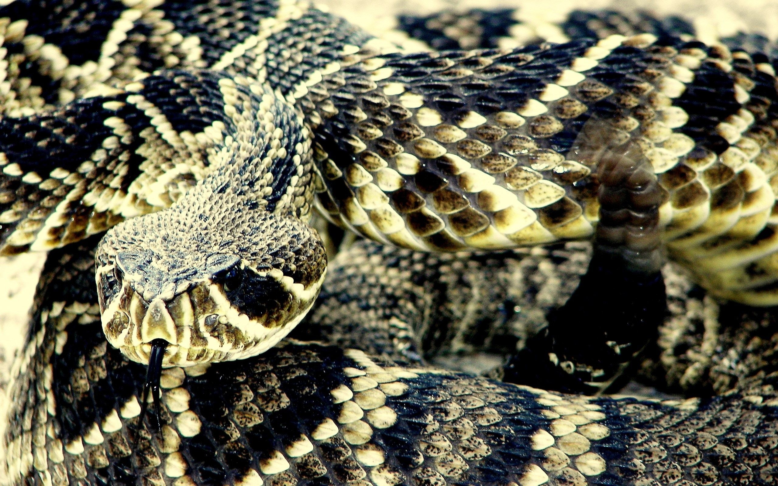 Rattlesnake wallpaper, Nature-inspired design, Serpent motif, Eye-catching visuals, 2560x1600 HD Desktop
