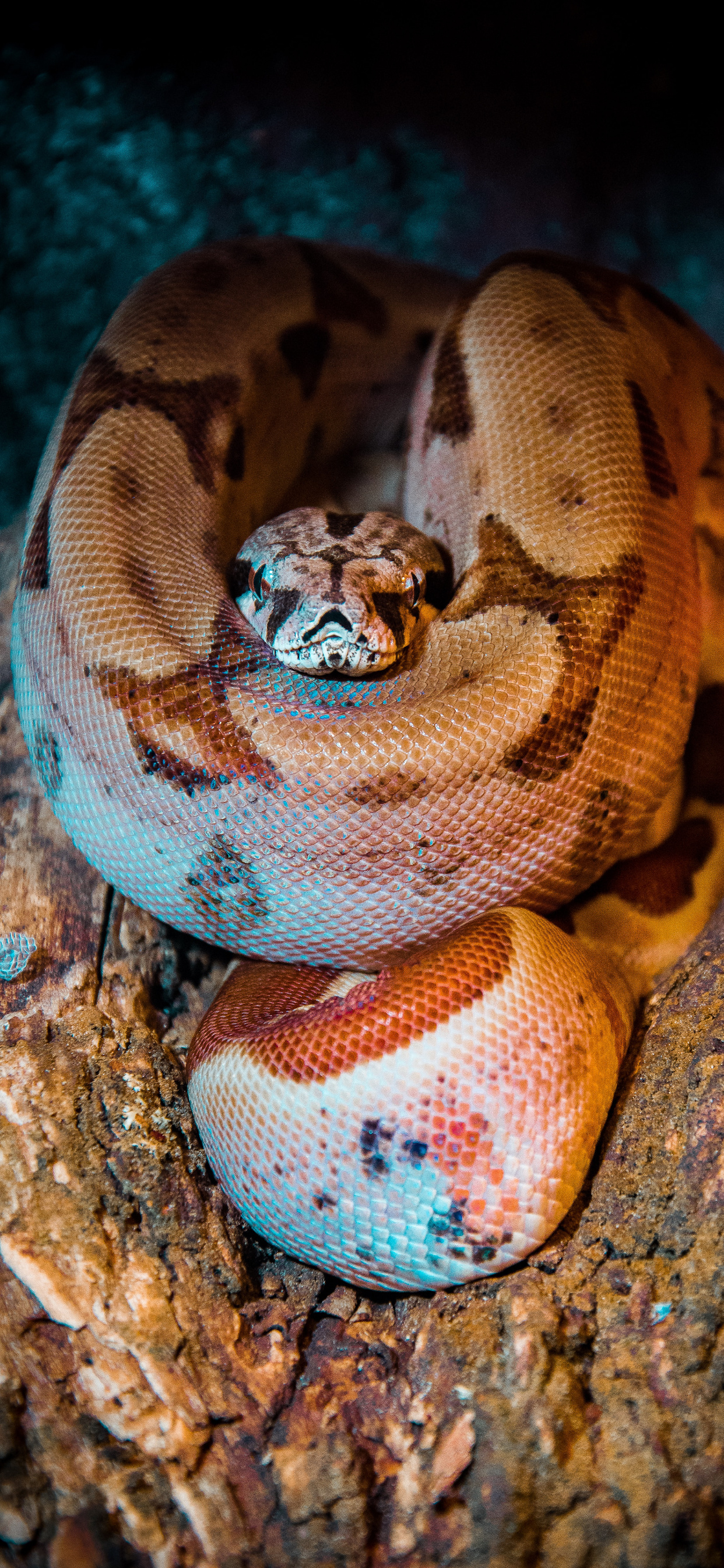 Snakes Wallpaper, iPhone Edition, Ultimate Visuals, Mesmerizing Portraits, 1250x2690 HD Phone
