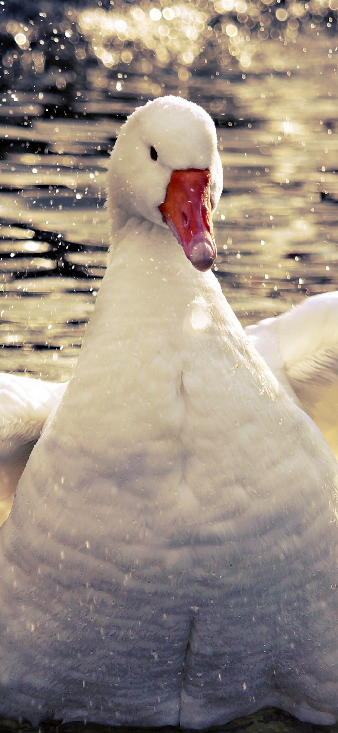 Geese: This species is distinguished by its beak which is taller at the base than it is wide. 1290x2780 HD Background.