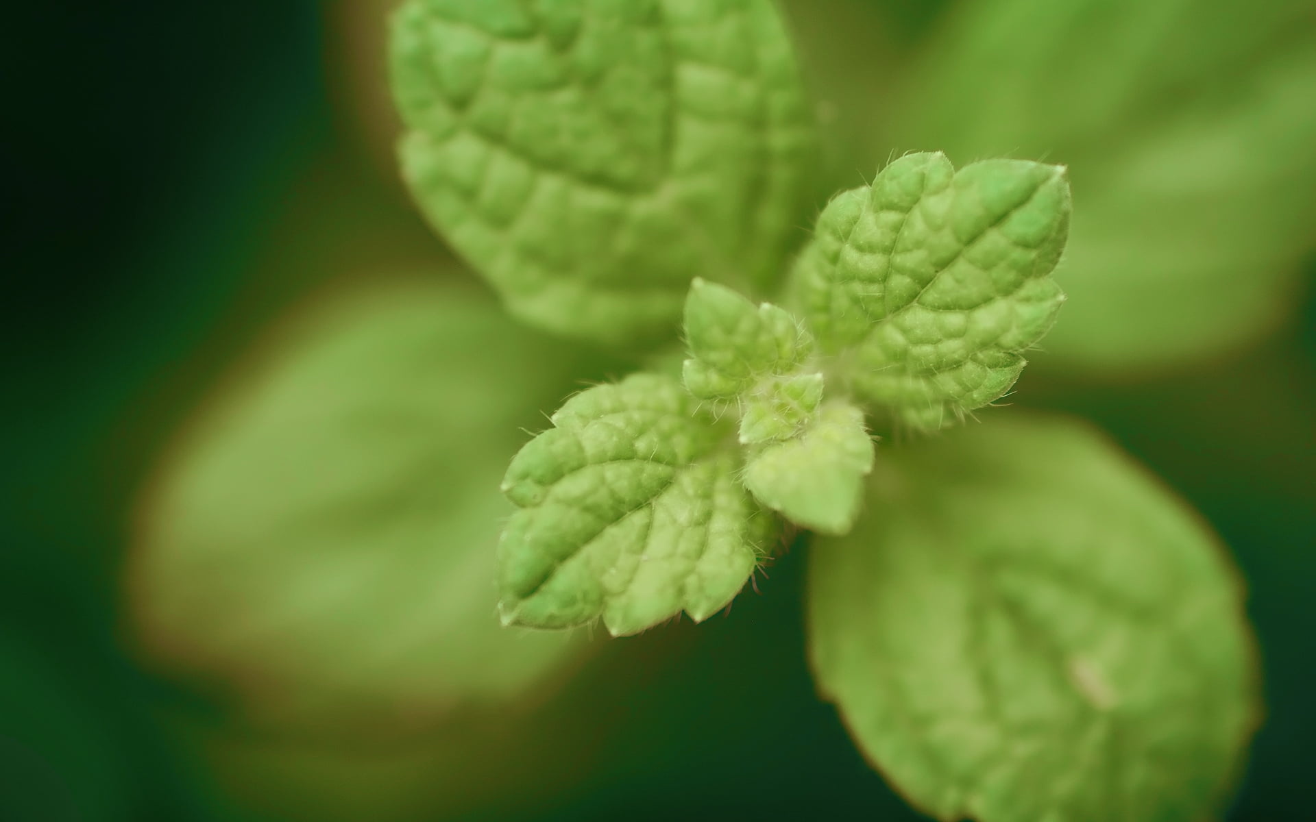 Mint green leaves, Ornamental plant, Nature wallpaper, Botanical beauty, 1920x1200 HD Desktop