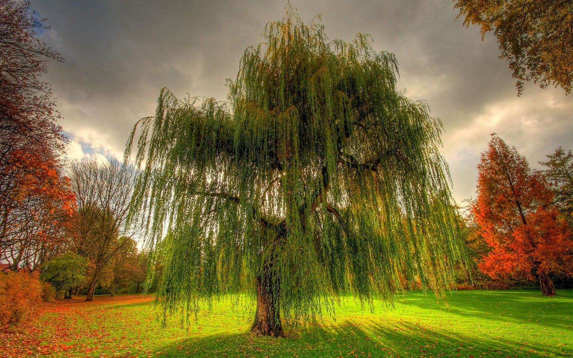 Willow tree wallpapers, Nature's allure, Serene scenery, Enchanting beauty, 1920x1200 HD Desktop